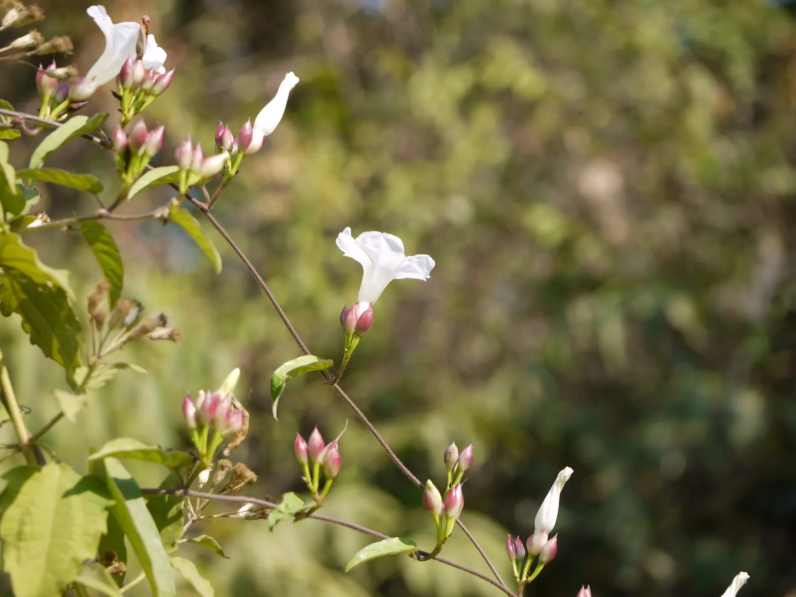 Island Morning Glory (Calystegia Macrostegia) — trailing habit that can extend up to 10 feet in length; requiring minimal supplementary watering, image 63