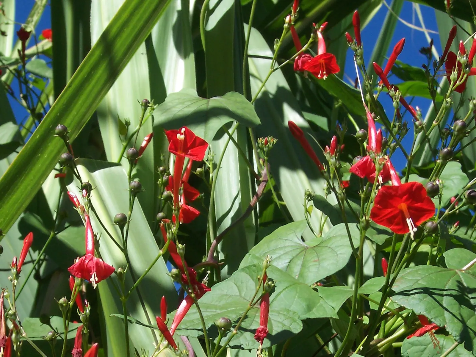 Island Morning Glory (Calystegia Macrostegia) — unfurling to about 2 to 3 inches across