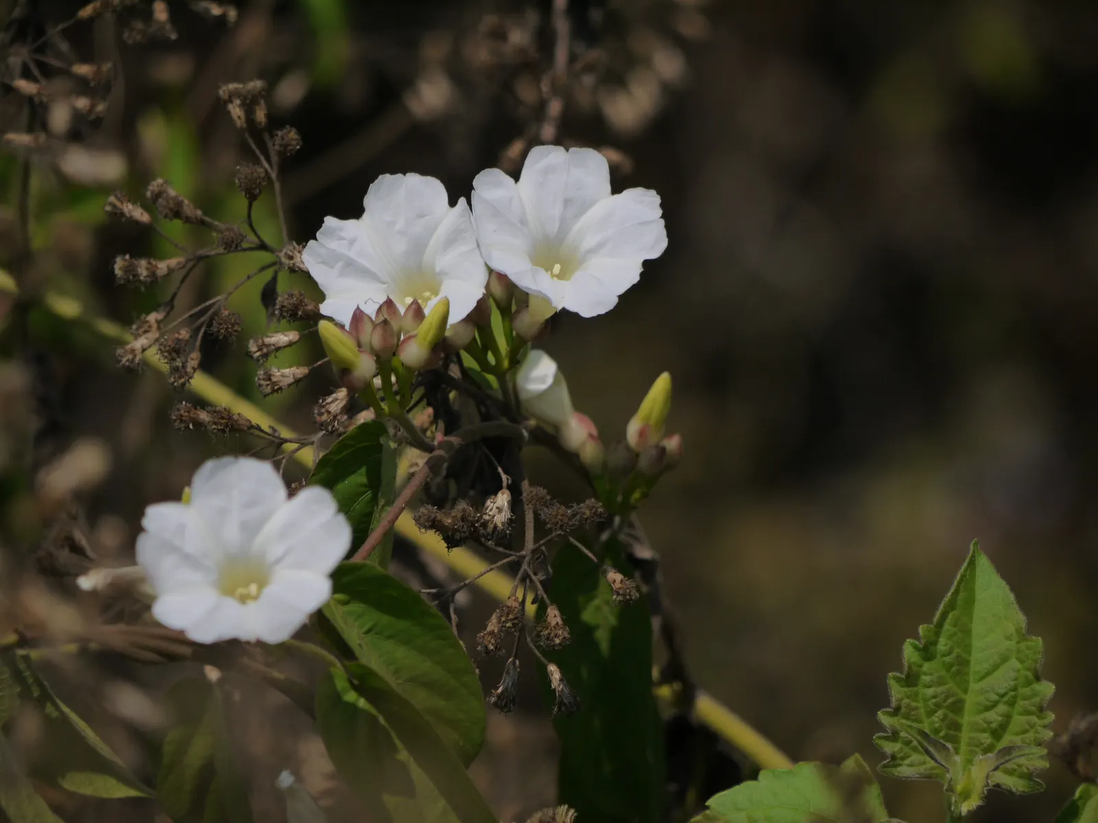 Island Morning Glory (Calystegia Macrostegia) — typically reaching a width of 1 to 3 inches