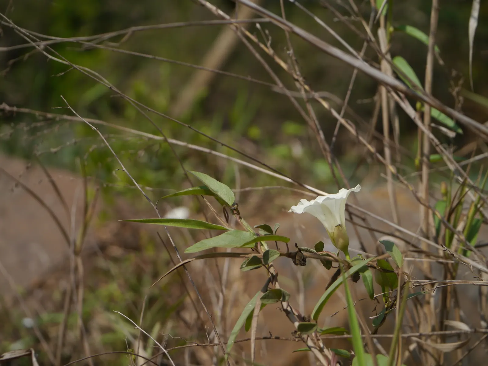 Island Morning Glory (Calystegia Macrostegia) — showcasing its trumpet-shaped