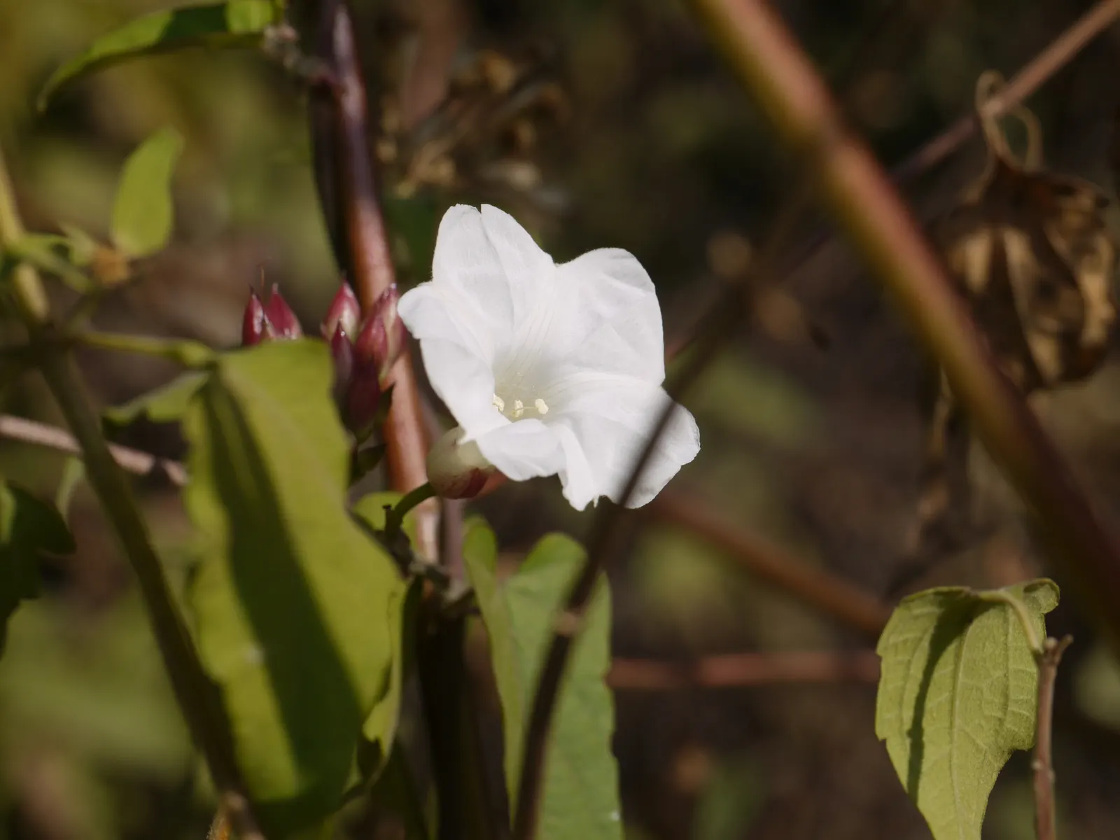Island Morning Glory (Calystegia Macrostegia) — twining perennial vine native to California's coastal regions; requiring minimal water once, image 53