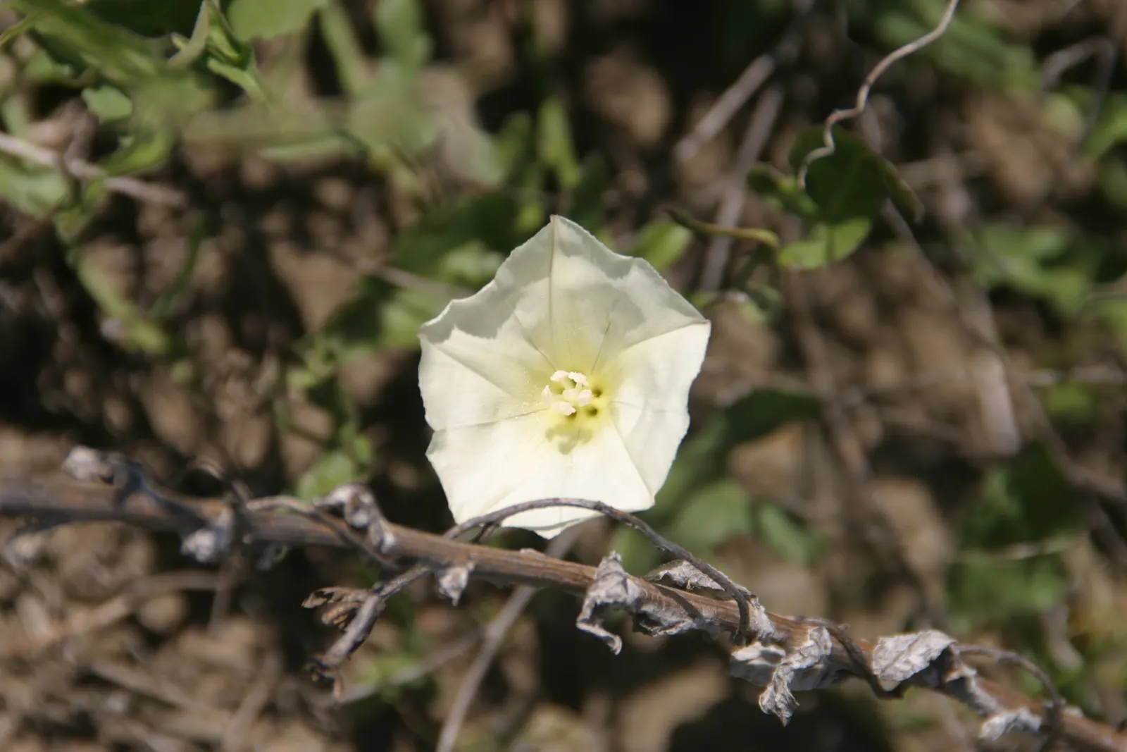 Island Morning Glory (Calystegia Macrostegia) — providing excellent coverage for trellises