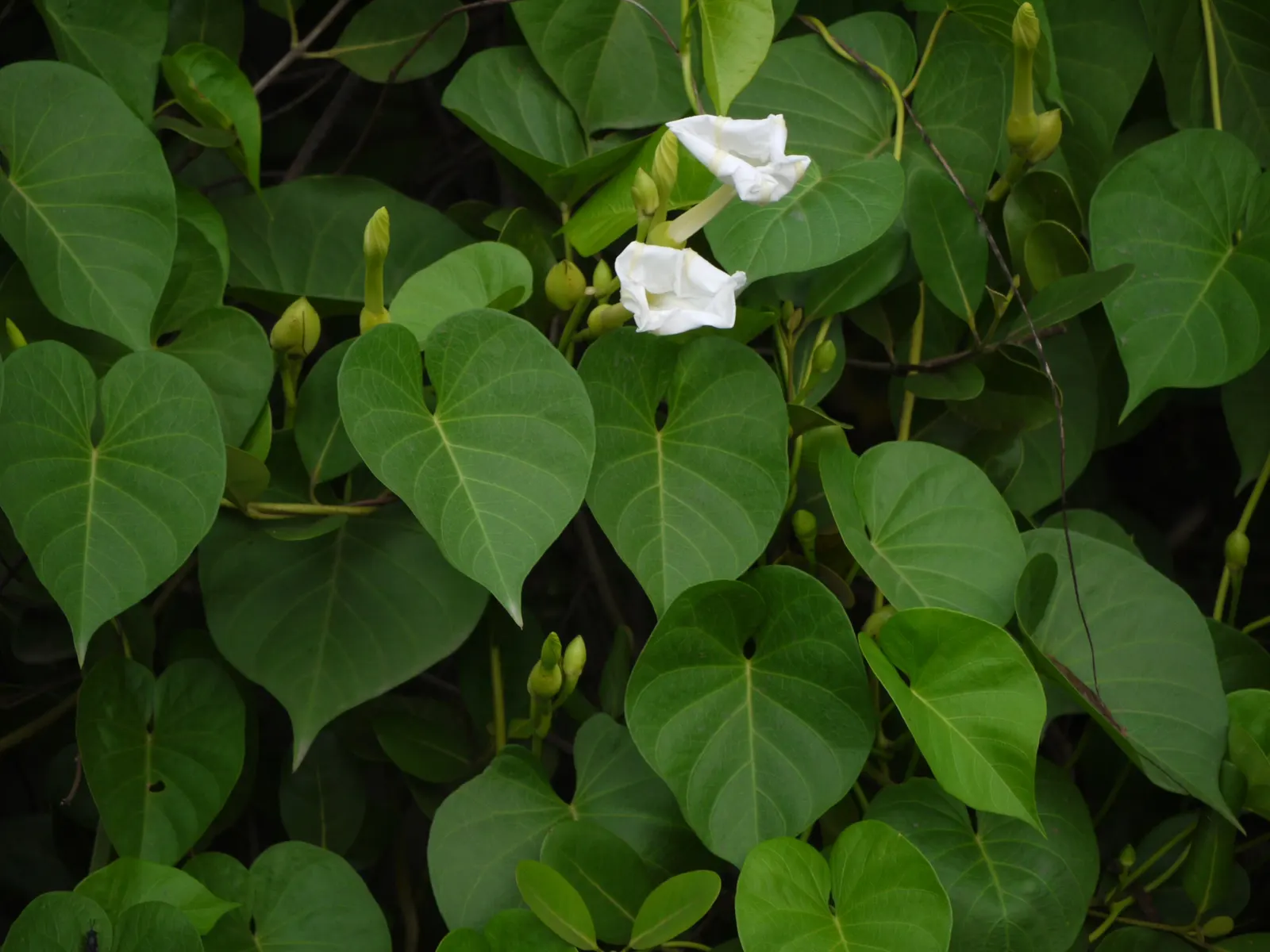 Island Morning Glory (Calystegia Macrostegia) — Boasting large, heart-shaped leaves and white to pale pink trumpet-shaped flowers, it spans up to, image 28