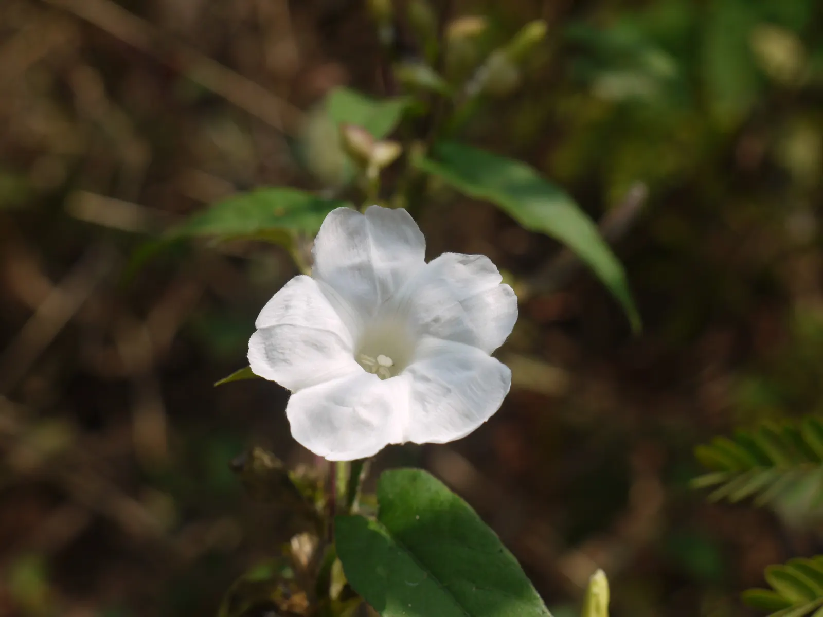 Island Morning Glory (Calystegia Macrostegia) — requiring minimal supplementary watering; this species is notably drought-tolerant once established