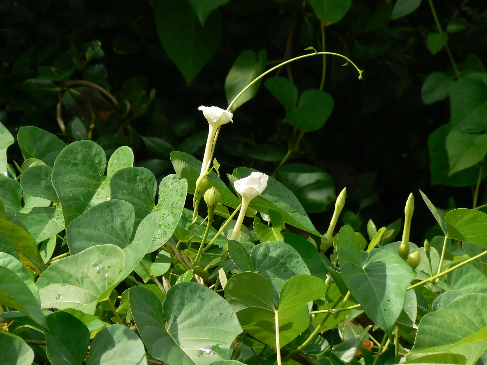 Island Morning Glory (Calystegia Macrostegia) — into the garden.<br><br>Thriving in USDA Hardiness Zones 7-10