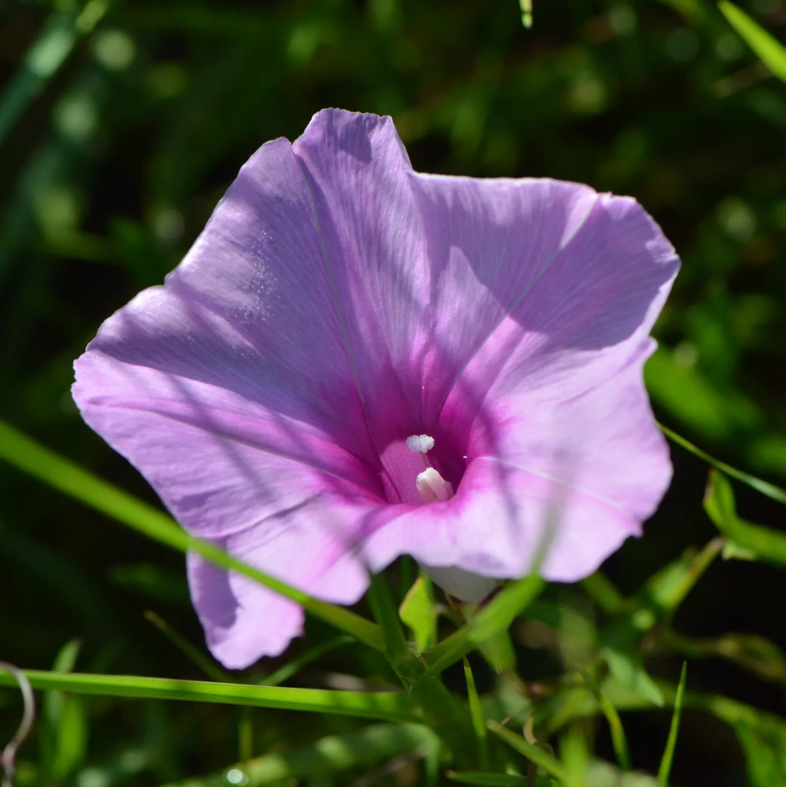 Island Morning Glory (Calystegia Macrostegia) — showcasing its trumpet-shaped; creating a spectacular visual display that invites local pollinators