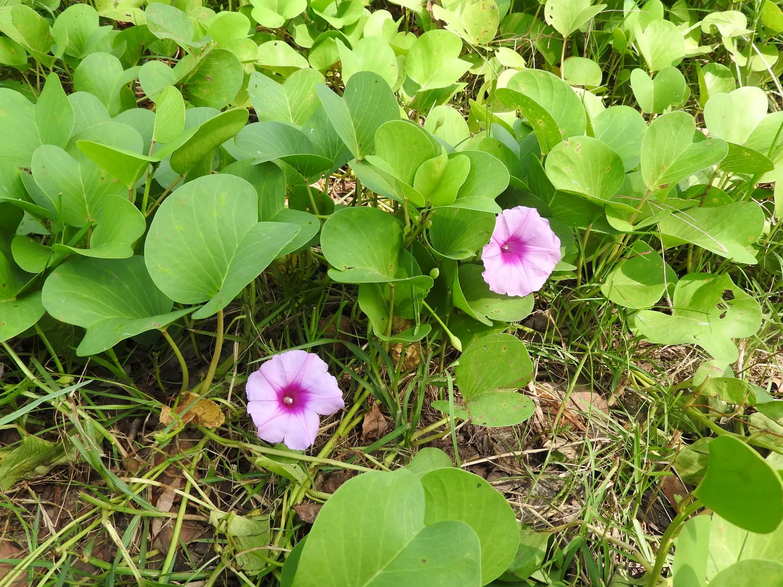 Island Morning Glory (Calystegia Macrostegia) — it enhances gardens with its delicate charm and low maintenance nature