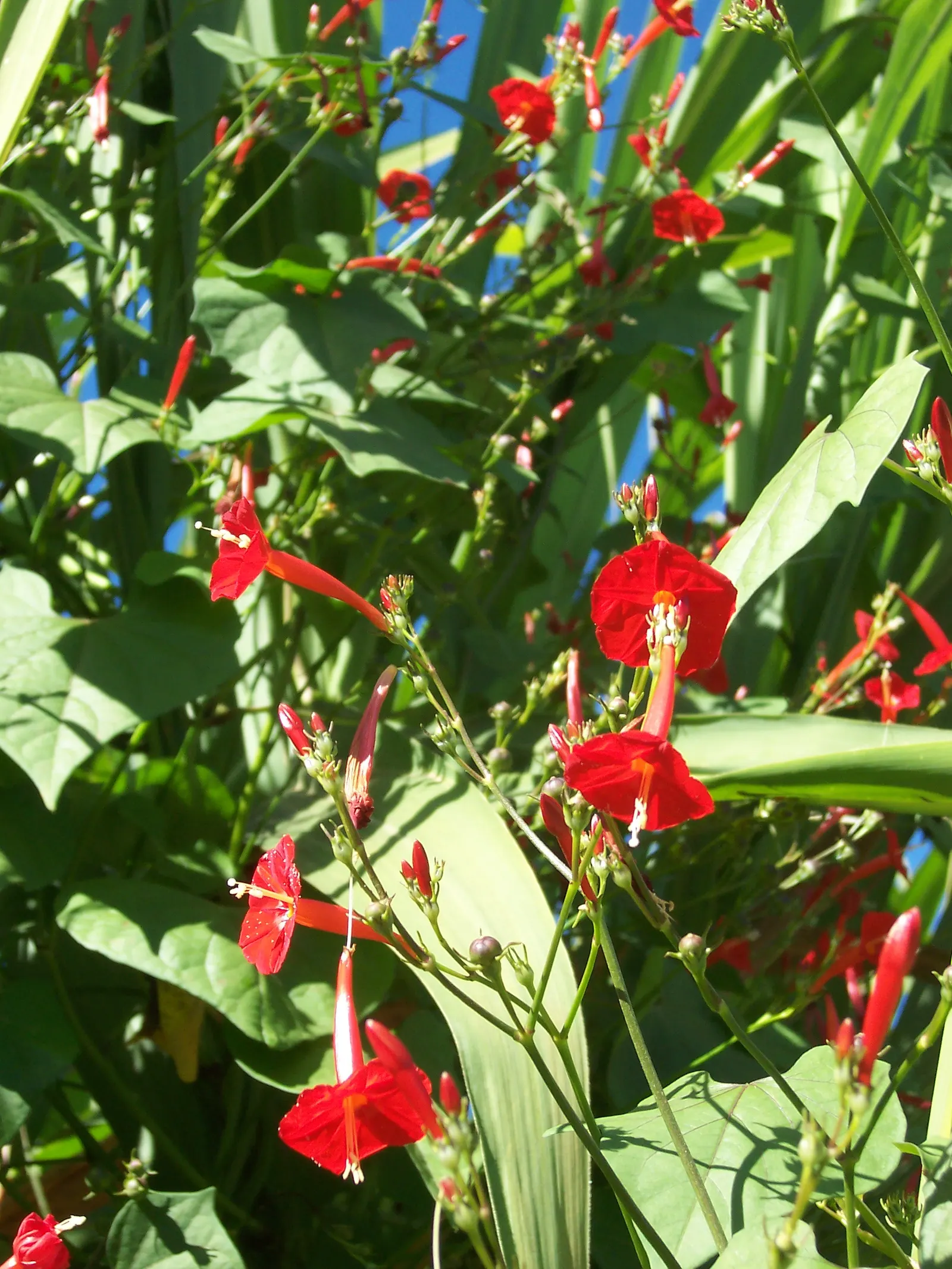 Island Morning Glory (Calystegia Macrostegia) — creating a spectacular visual display that invites local pollinators