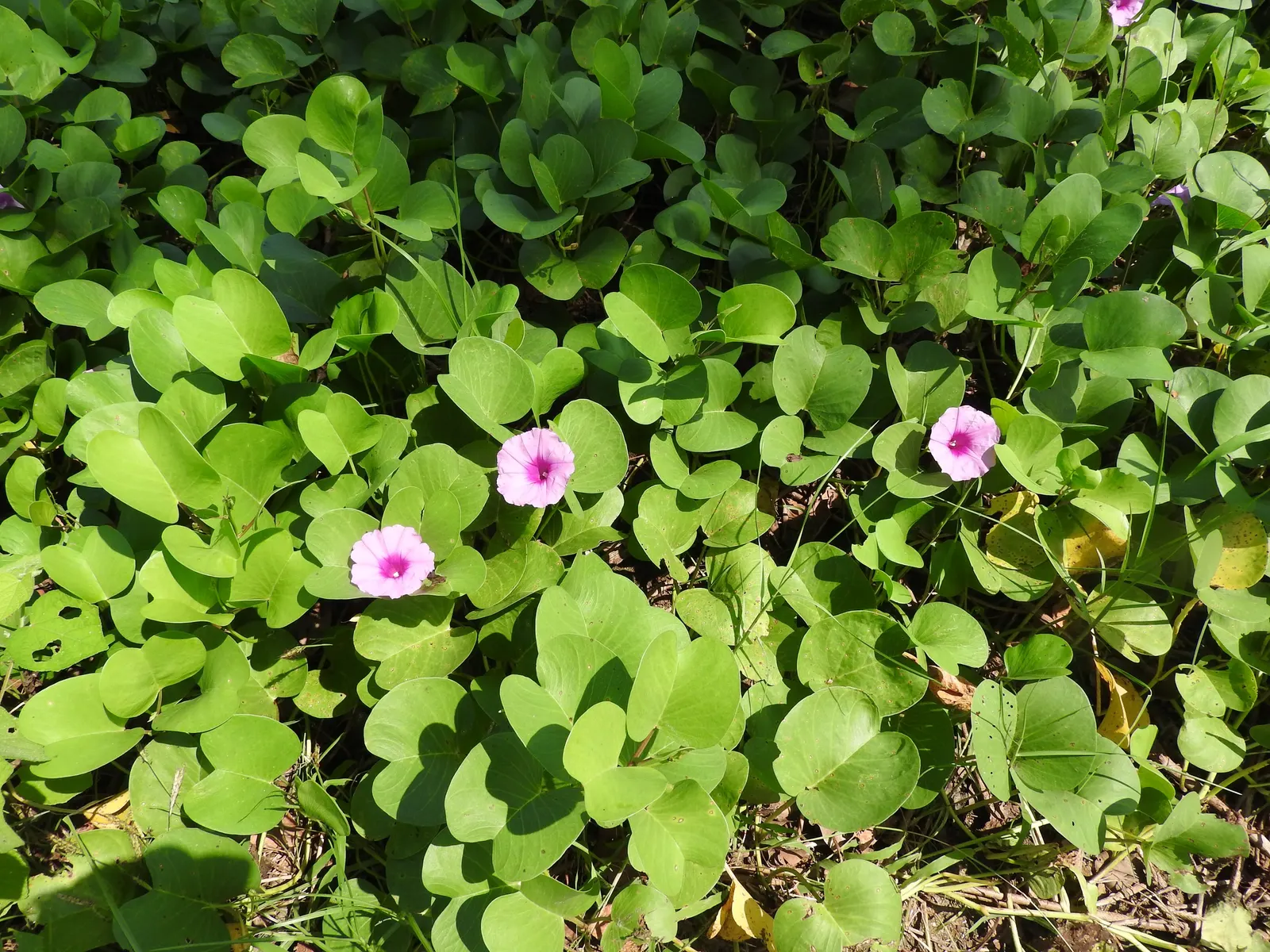 Island Morning Glory (Calystegia Macrostegia) — The Island Morning Glory boasts heart-shaped leaves; is a captivating and resilient perennial vine, image 61
