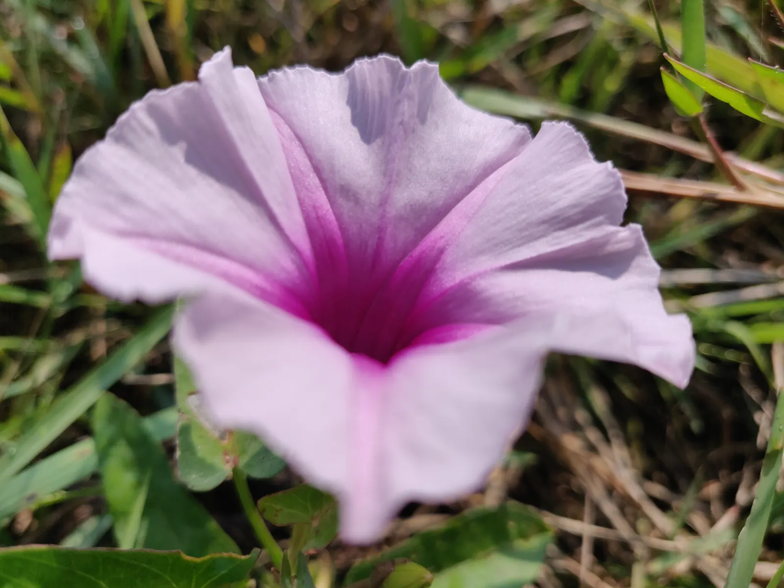 Island Morning Glory (Calystegia Macrostegia) — trailing habit that can extend up to 10 feet in length
