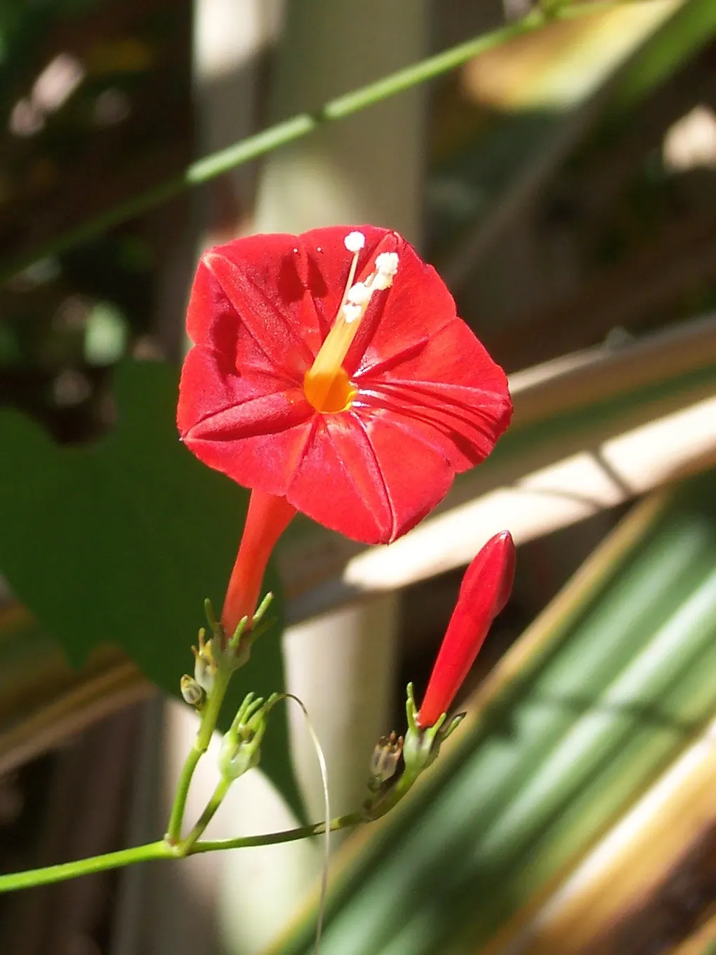 Island Morning Glory (Calystegia Macrostegia) — requiring minimal water once established