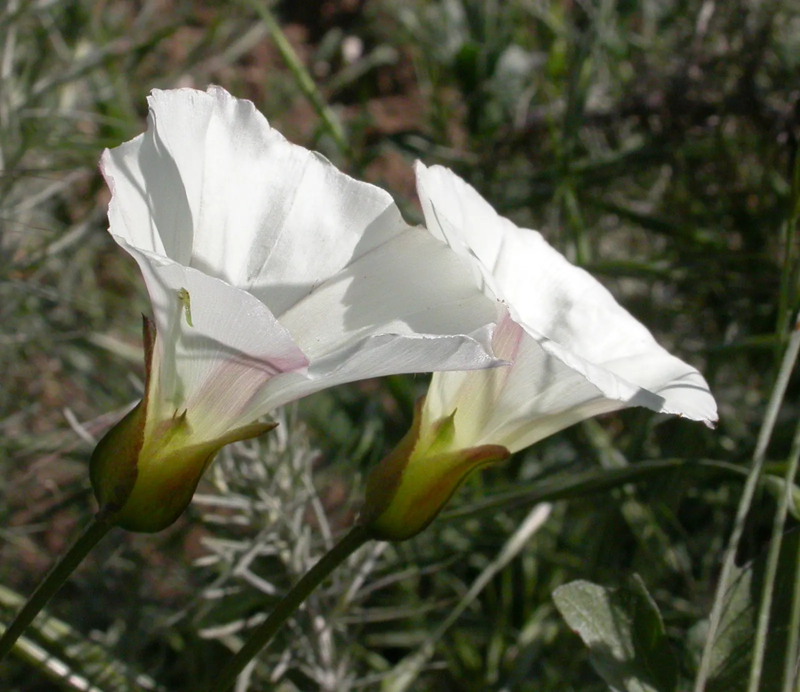 Island Morning Glory (Calystegia Macrostegia) — requiring minimal water once established; vine with pink blooms, image 56