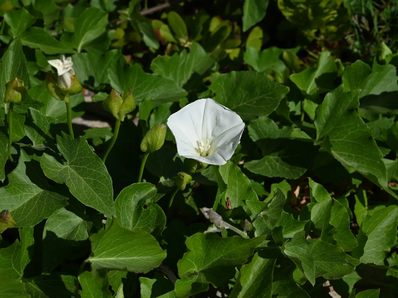 Island Morning Glory (Calystegia Macrostegia) — Ideal for creating lush backdrops or groundcovers; it enhances gardens with its delicate charm and low