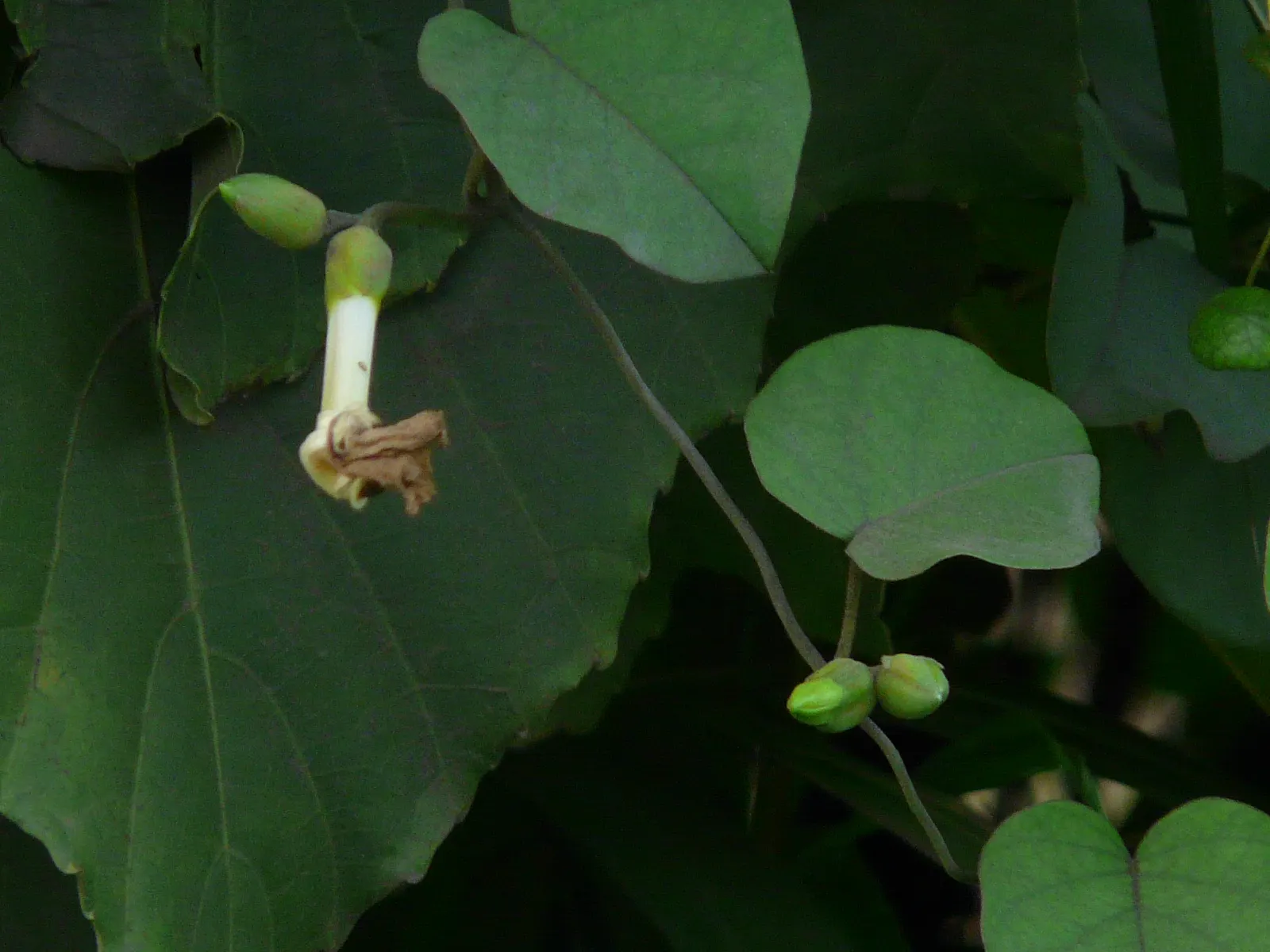 Island Morning Glory (Calystegia Macrostegia) — requiring minimal supplementary watering