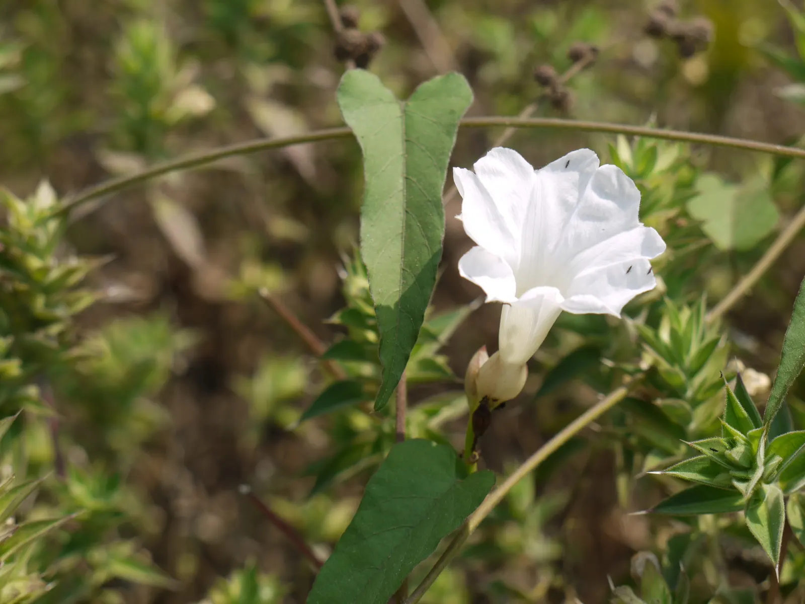 Island Morning Glory (Calystegia Macrostegia) — into the garden.<br><br>Thriving in USDA Hardiness Zones 7-10; the Island Morning Glory favors well-drained