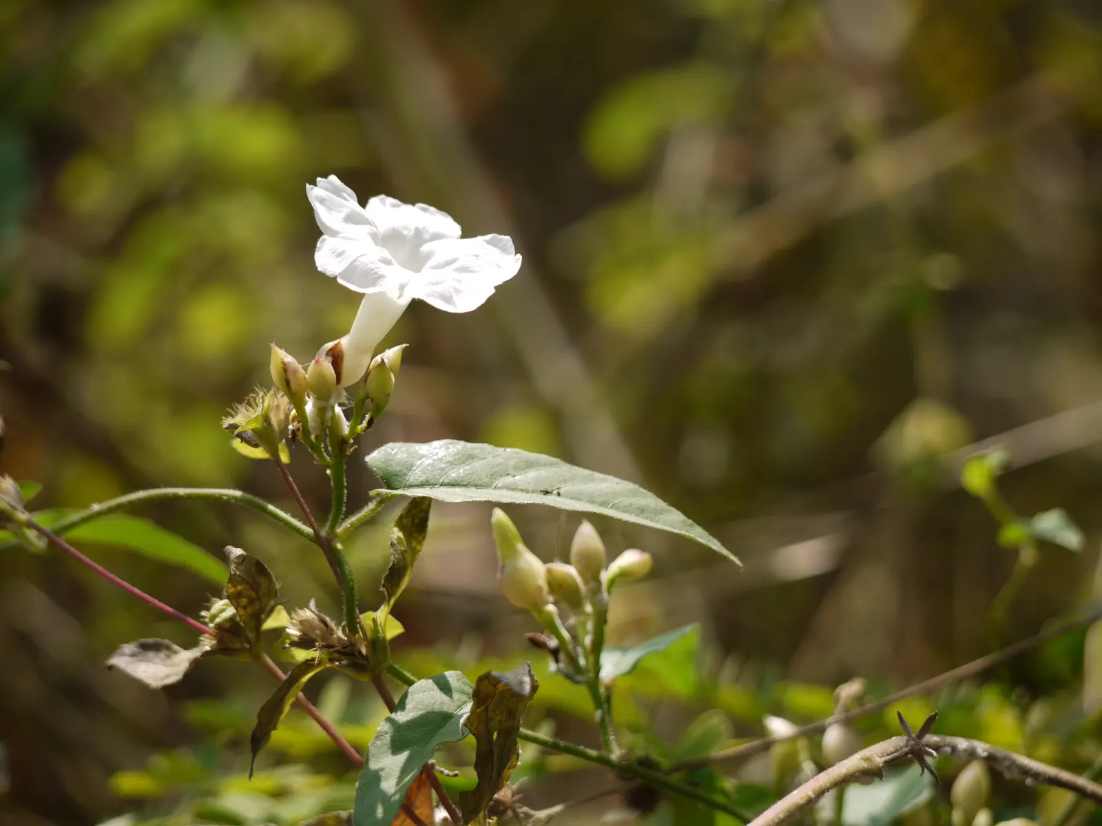 Island Morning Glory (Calystegia Macrostegia) — trailing habit that can extend up to 10 feet in length; requiring minimal supplementary watering