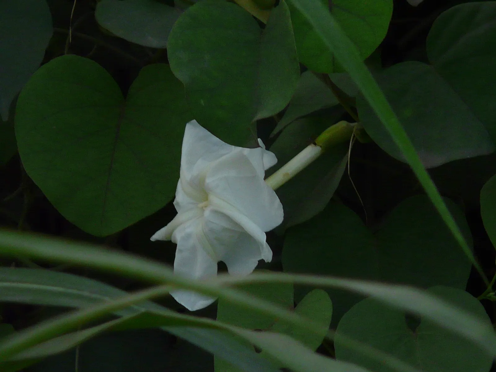 Island Morning Glory (Calystegia Macrostegia) — delicate white to pink flowers