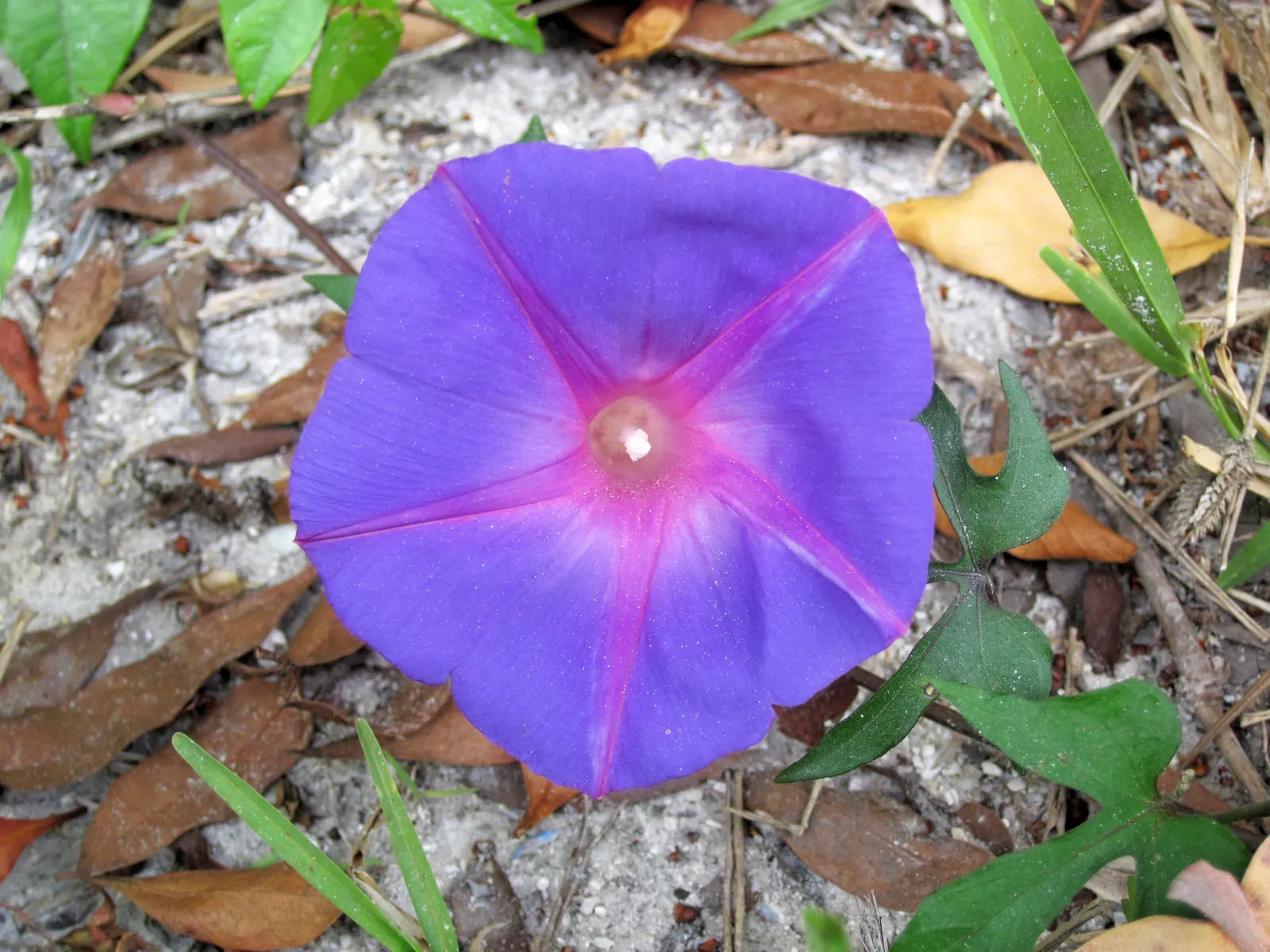 Island Morning Glory (Calystegia Macrostegia) — This species is notably drought-tolerant once established; showcasing its trumpet-shaped