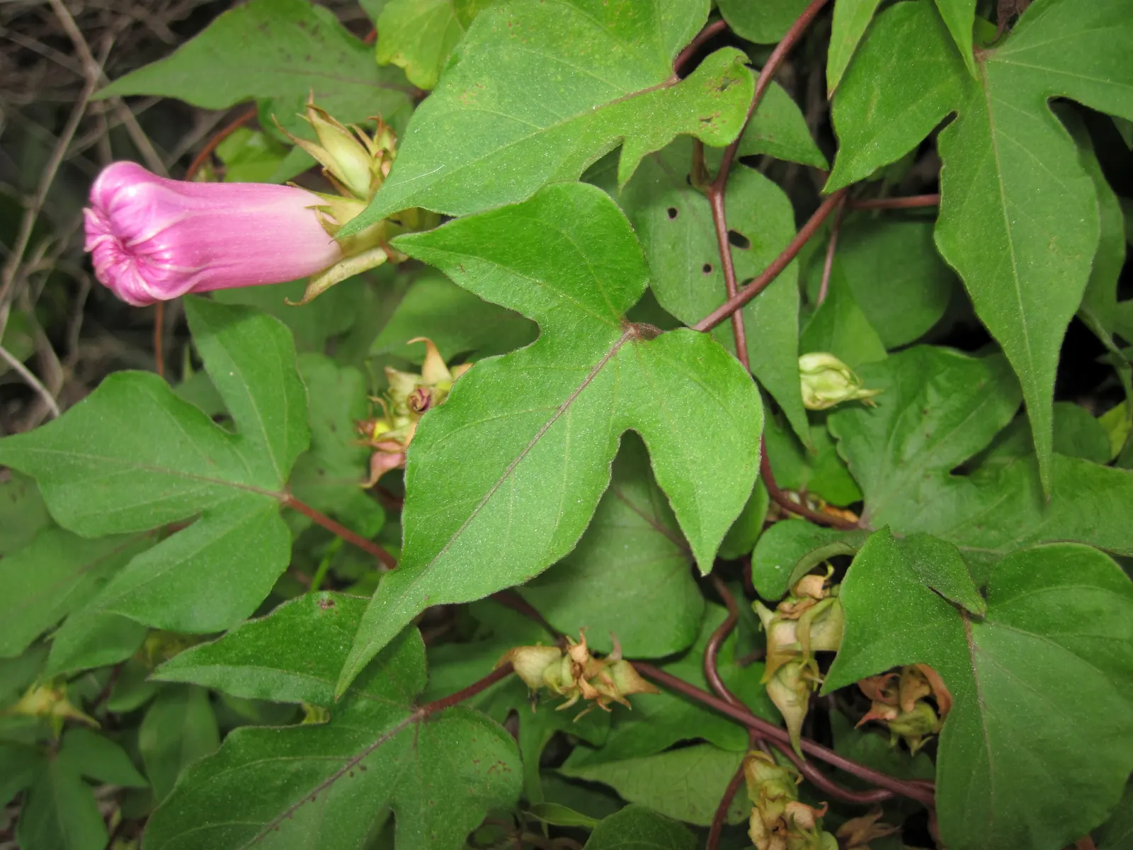 Island Morning Glory (Calystegia Macrostegia) — twining perennial vine native to California's coastal regions