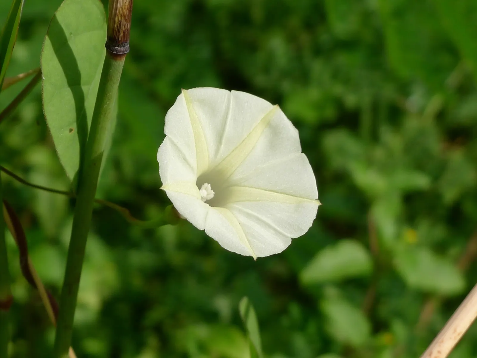 Island Morning Glory (Calystegia Macrostegia) — The Island Morning Glory boasts heart-shaped leaves