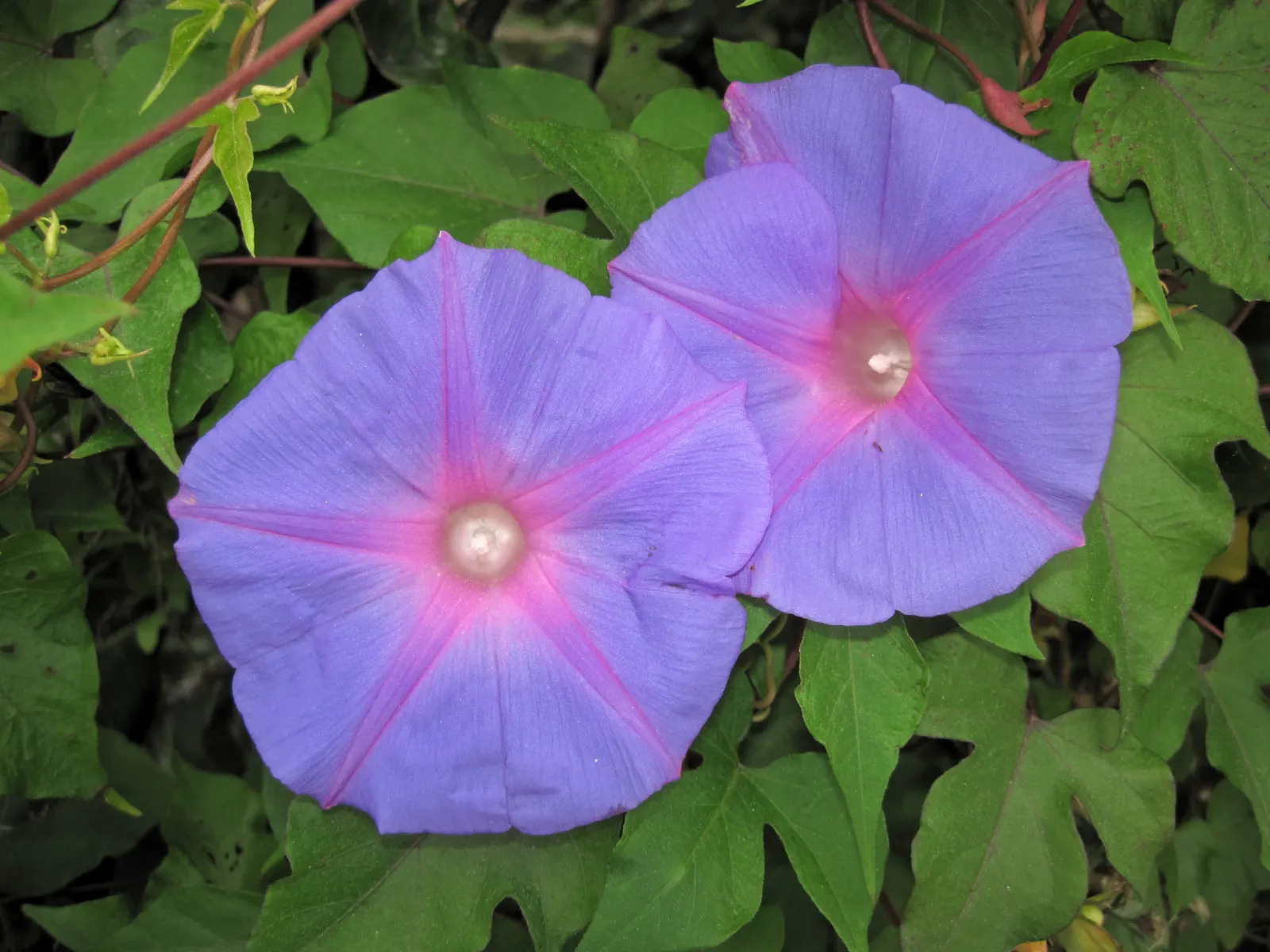 Island Morning Glory (Calystegia Macrostegia) — requiring minimal water once established; vine with pink blooms