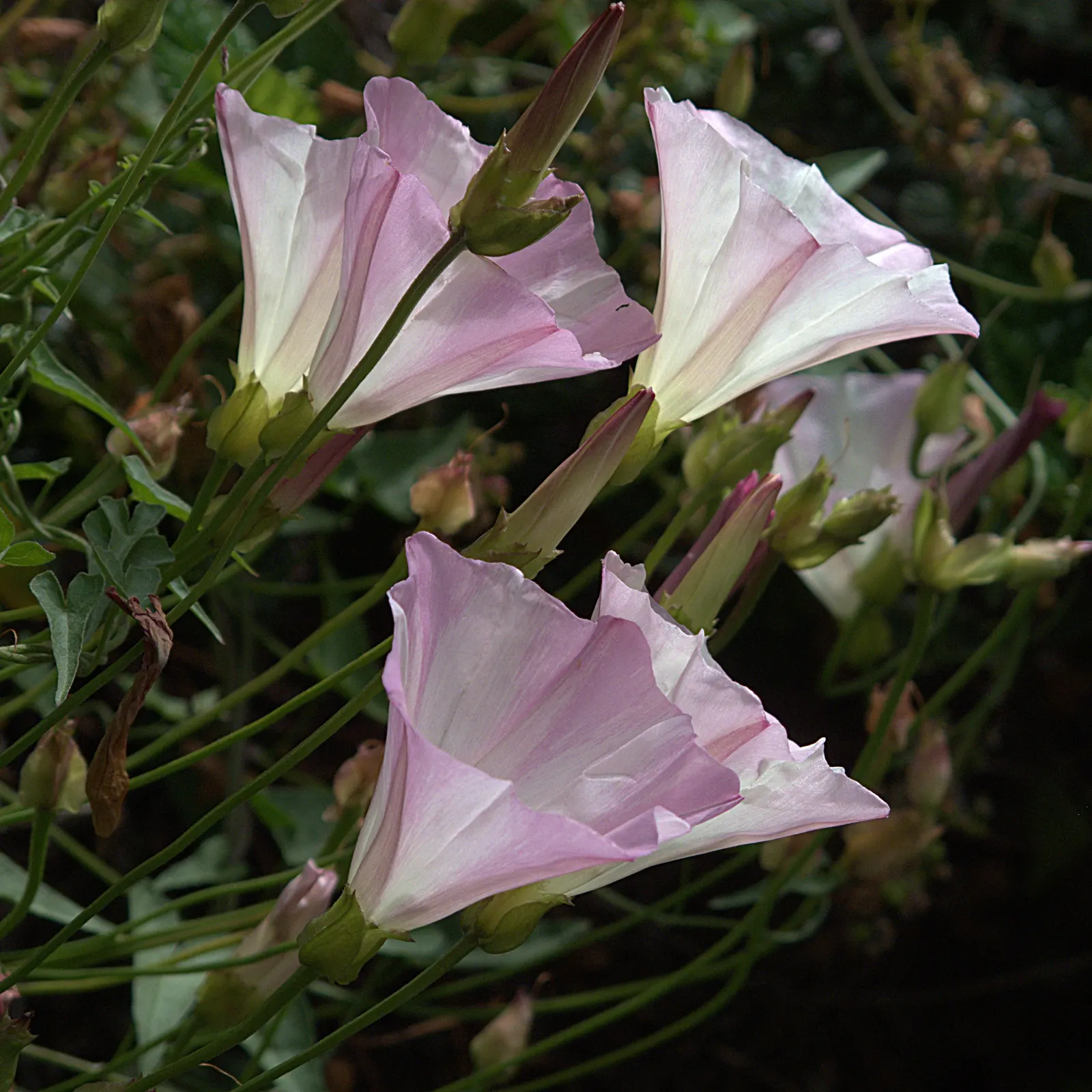 Island Morning Glory (Calystegia Macrostegia) — It thrives in full sun to partial shade and prefers well-drained soils; into the, image 55