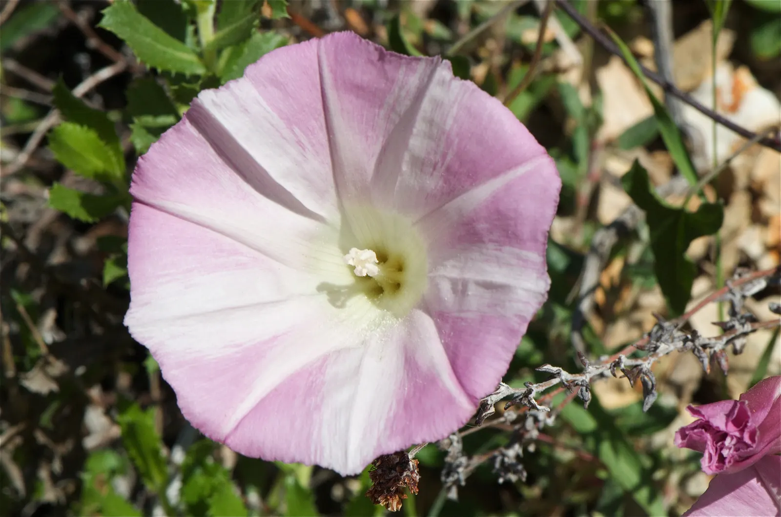 Island Morning Glory (Calystegia Macrostegia) — it enhances gardens with its delicate charm and low maintenance nature; or as a, image 58