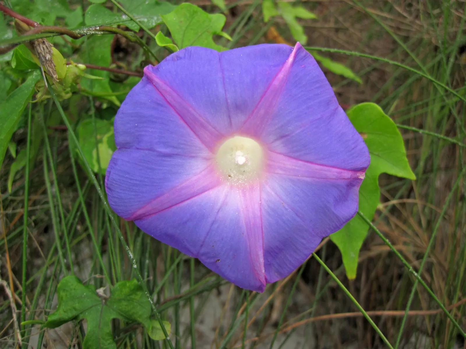 Island Morning Glory (Calystegia Macrostegia) — making it a versatile choice for various garden locations