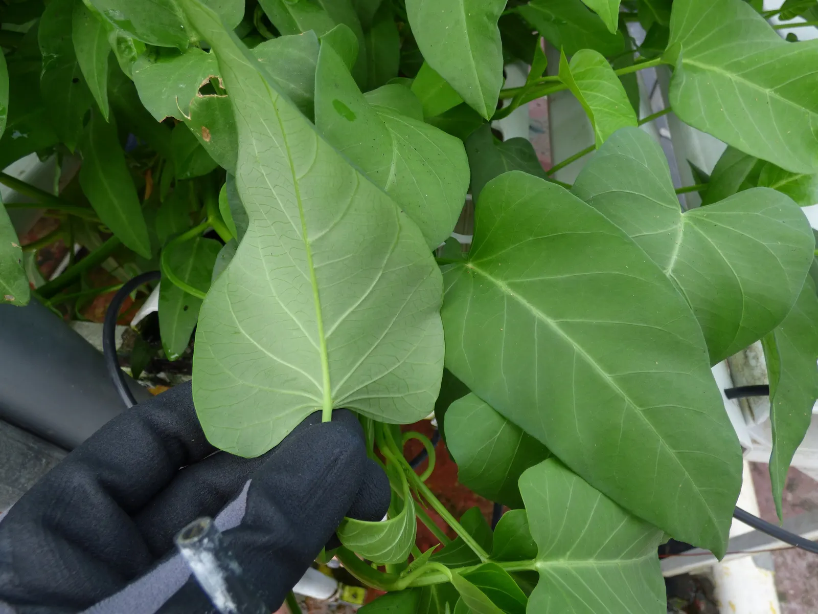 Island Morning Glory (Calystegia Macrostegia) — commonly referred to as Island Morning Glory; making it a versatile choice for various garden locations