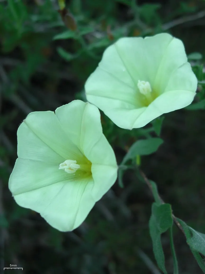 Island Morning Glory (Calystegia Macrostegia) — typically reaching a width of 1 to 3 inches; delicate white to pink flowers, image 62