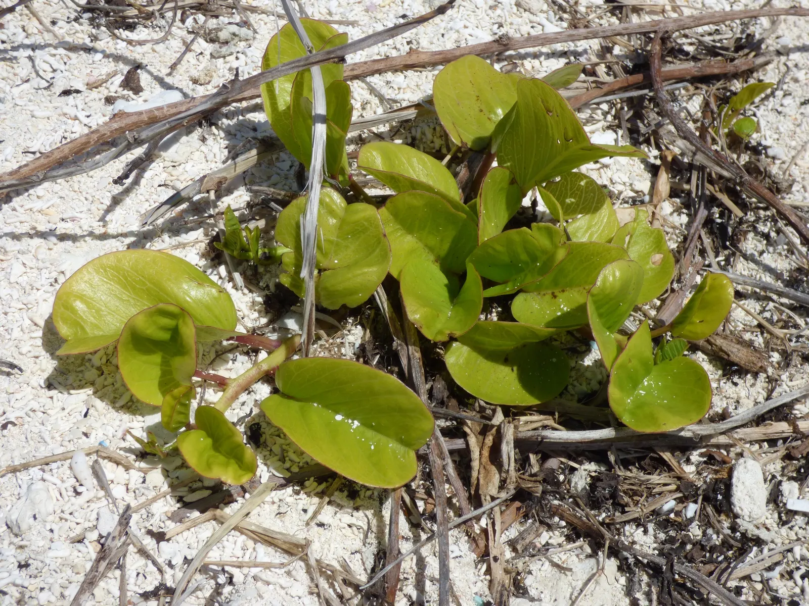 Island Morning Glory (Calystegia Macrostegia) — This species is notably drought-tolerant once established