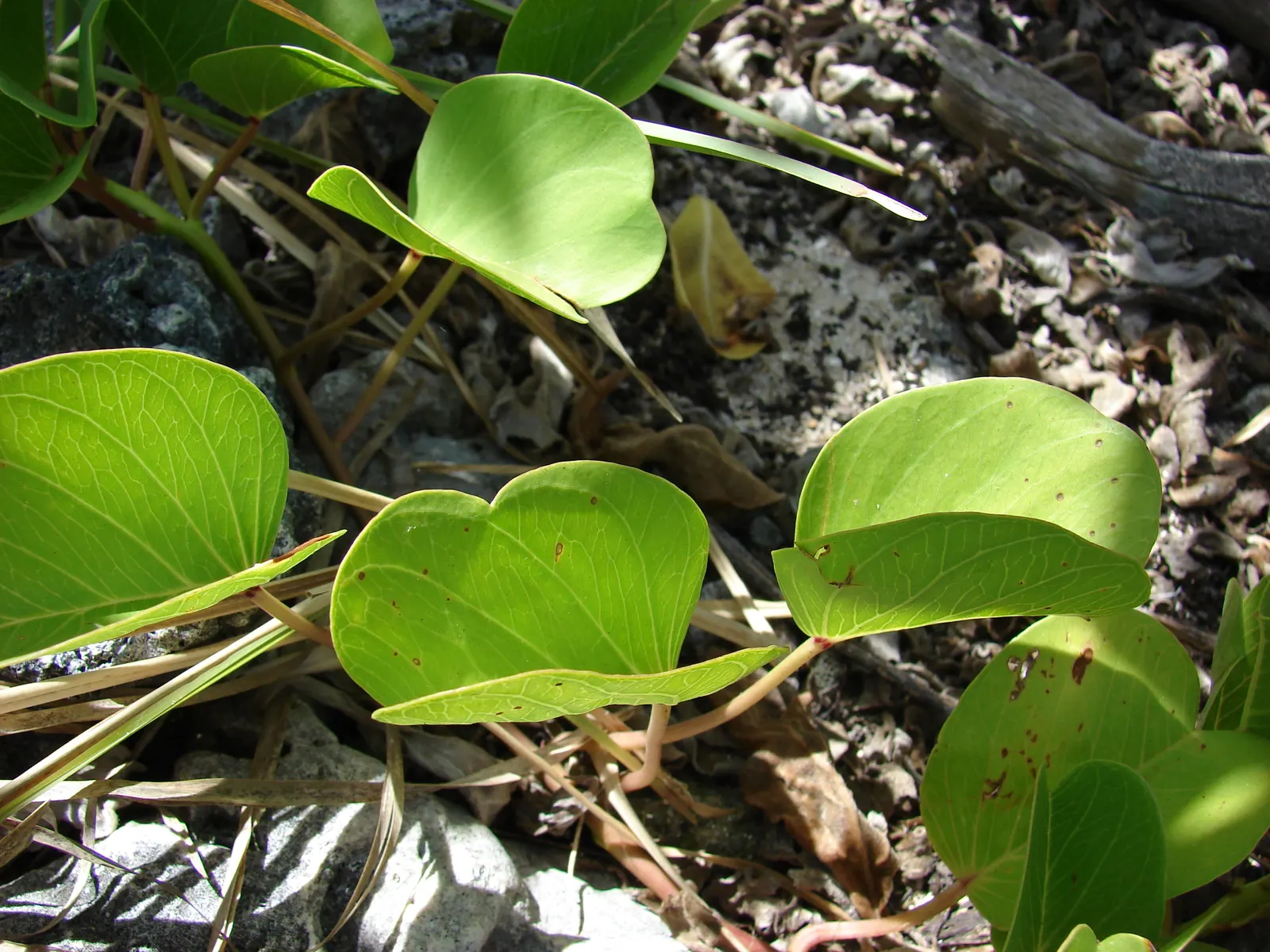 Island Morning Glory (Calystegia Macrostegia) — providing excellent coverage for trellises; it thrives in full sun to partial shade and prefers, image 64
