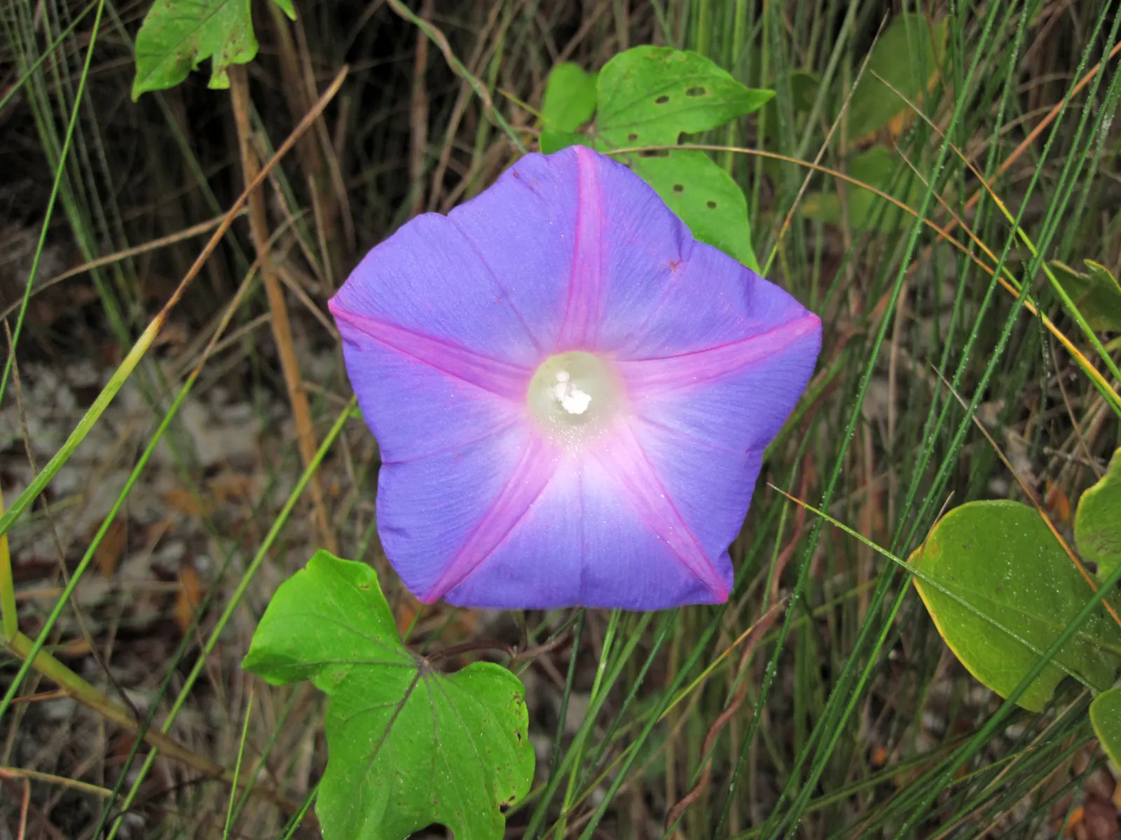 Island Morning Glory (Calystegia Macrostegia) — delicate white to pink flowers; pink flowers in the garden