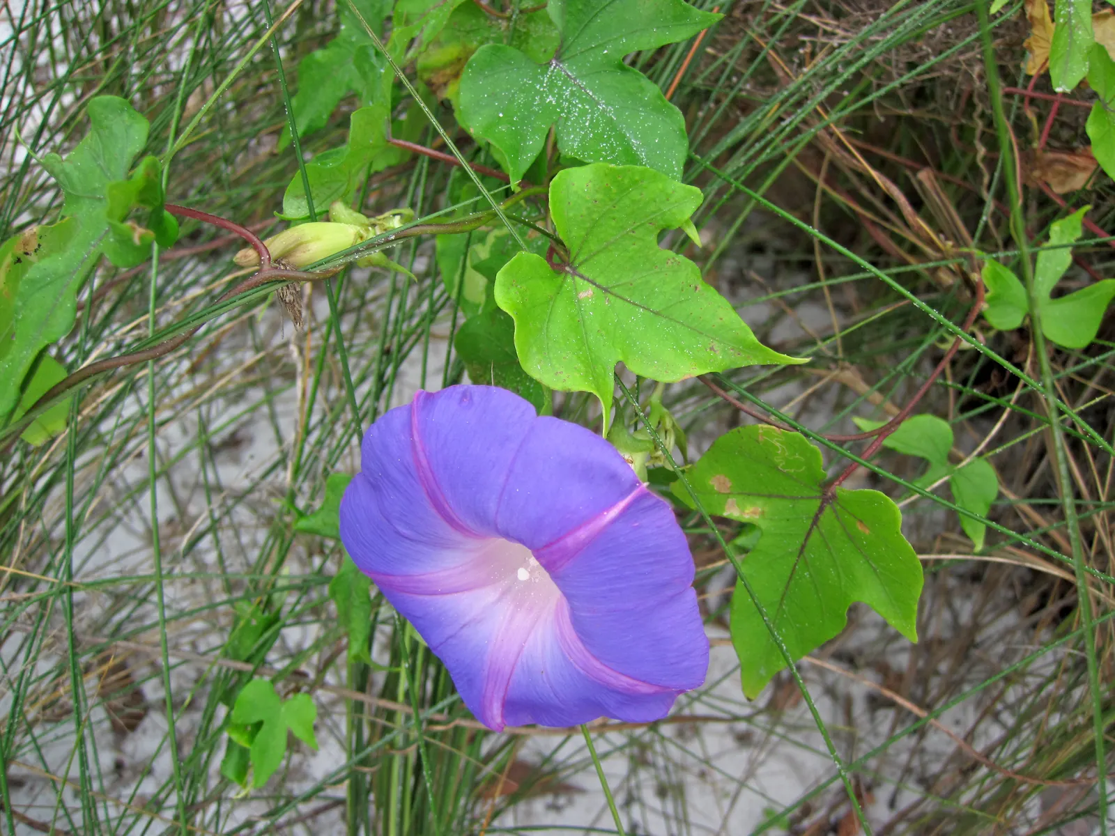 Island Morning Glory (Calystegia Macrostegia) — the Island Morning Glory favors well-drained soils and full to partial sunlight; vine for full or half