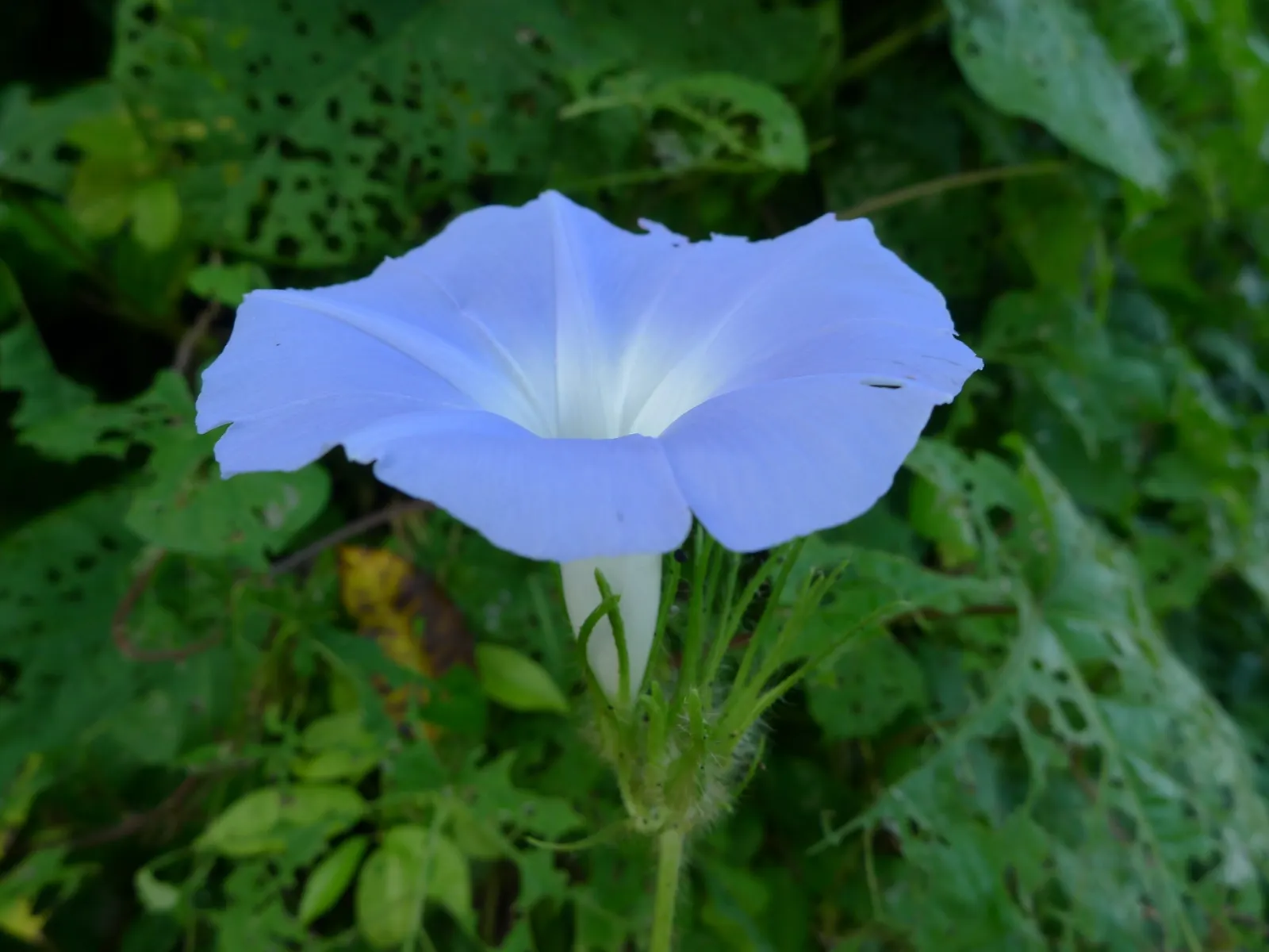 Island Morning Glory (Calystegia Macrostegia) — vine with pink blooms; unfurling to about 2 to 3 inches across