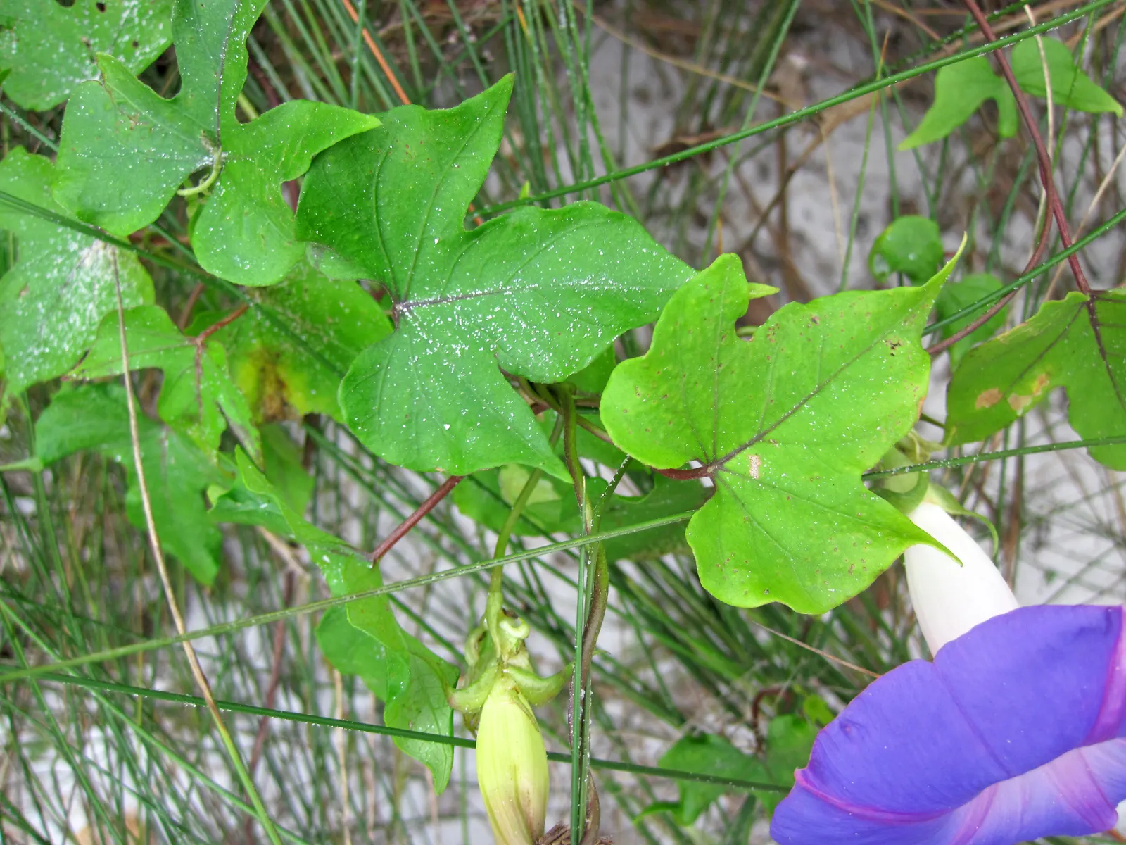 Island Morning Glory (Calystegia Macrostegia) — typically reaching a width of 1 to 3 inches; delicate white to pink flowers