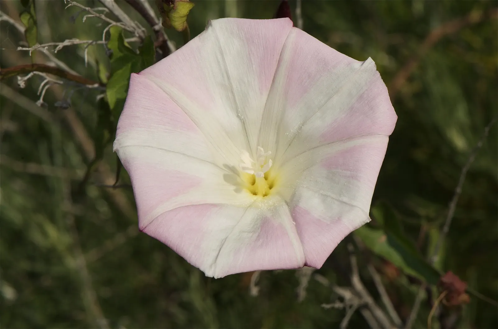 Island Morning Glory (Calystegia Macrostegia) — which is beneficial for environmentally conscious landscaping designs.<br><br>When educating clients; boasting
