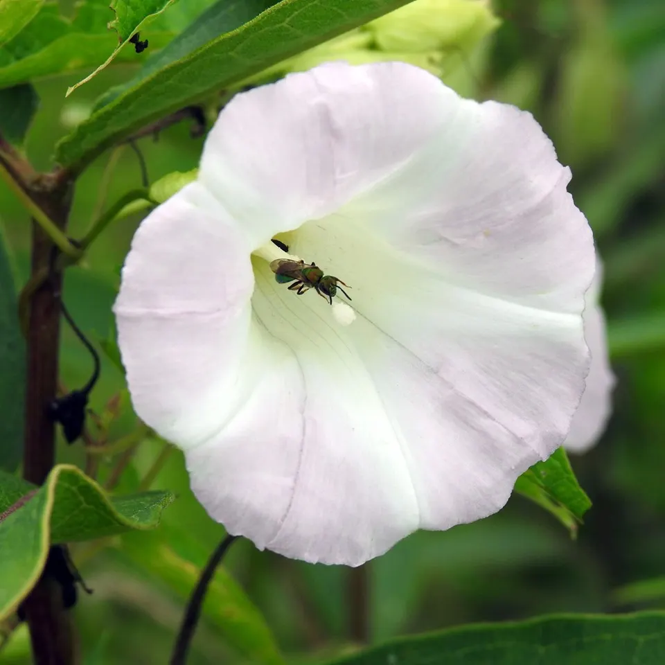 Island Morning Glory (Calystegia Macrostegia) — providing excellent coverage for trellises; it thrives in full sun to partial shade and prefers well-drained