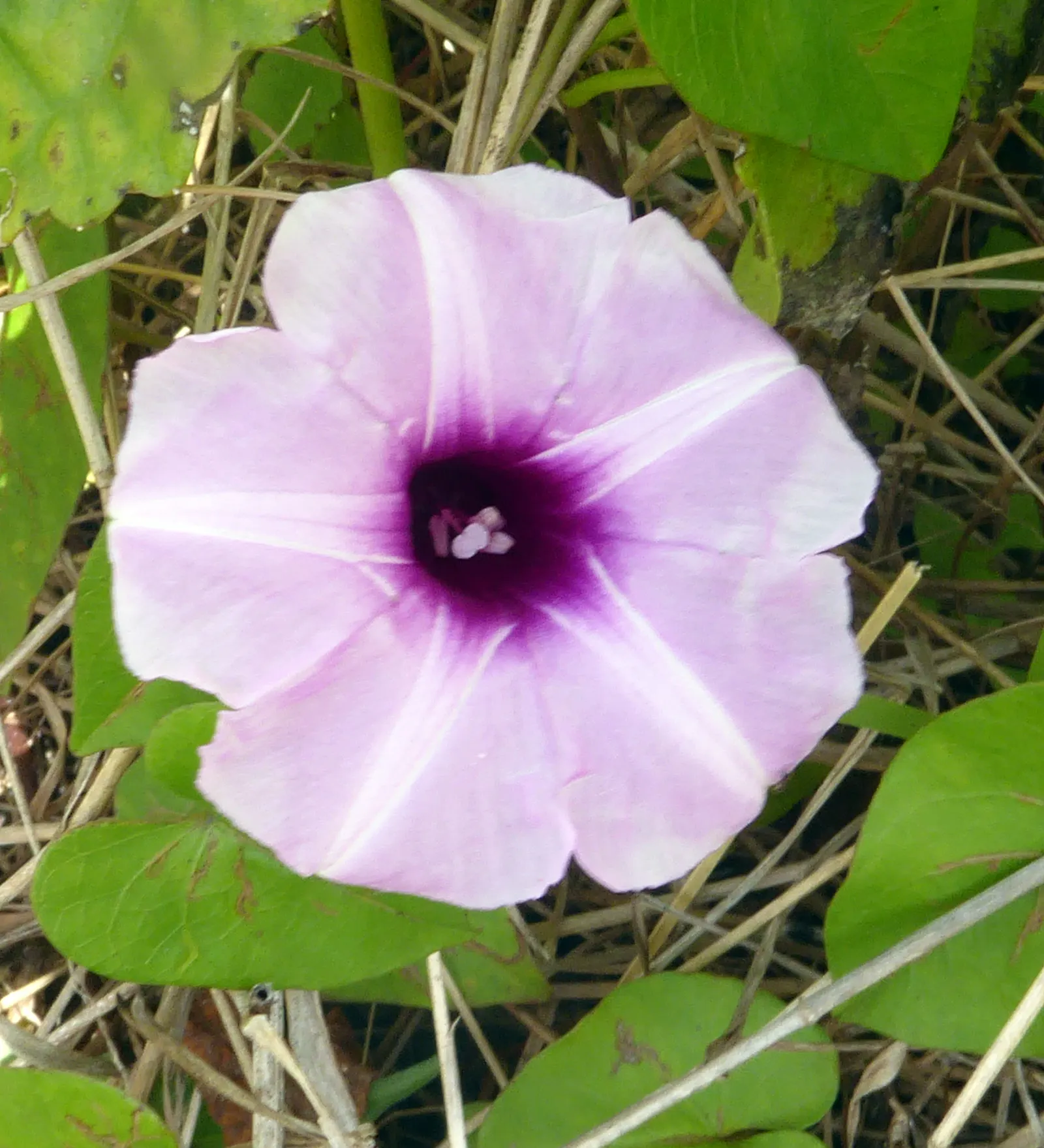 Island Morning Glory (Calystegia Macrostegia) — making it a versatile choice for various garden locations; commonly referred to as Island Morning Glory