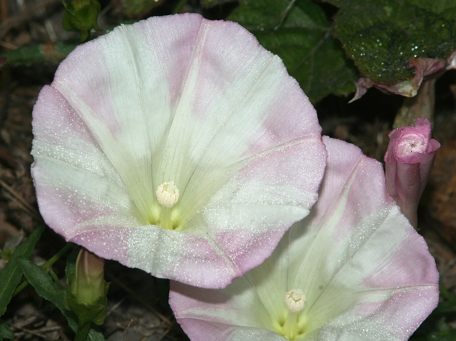 Island Morning Glory (Calystegia Macrostegia) — unfurling to about 2 to 3 inches across; ideal for creating lush backdrops or groundcovers