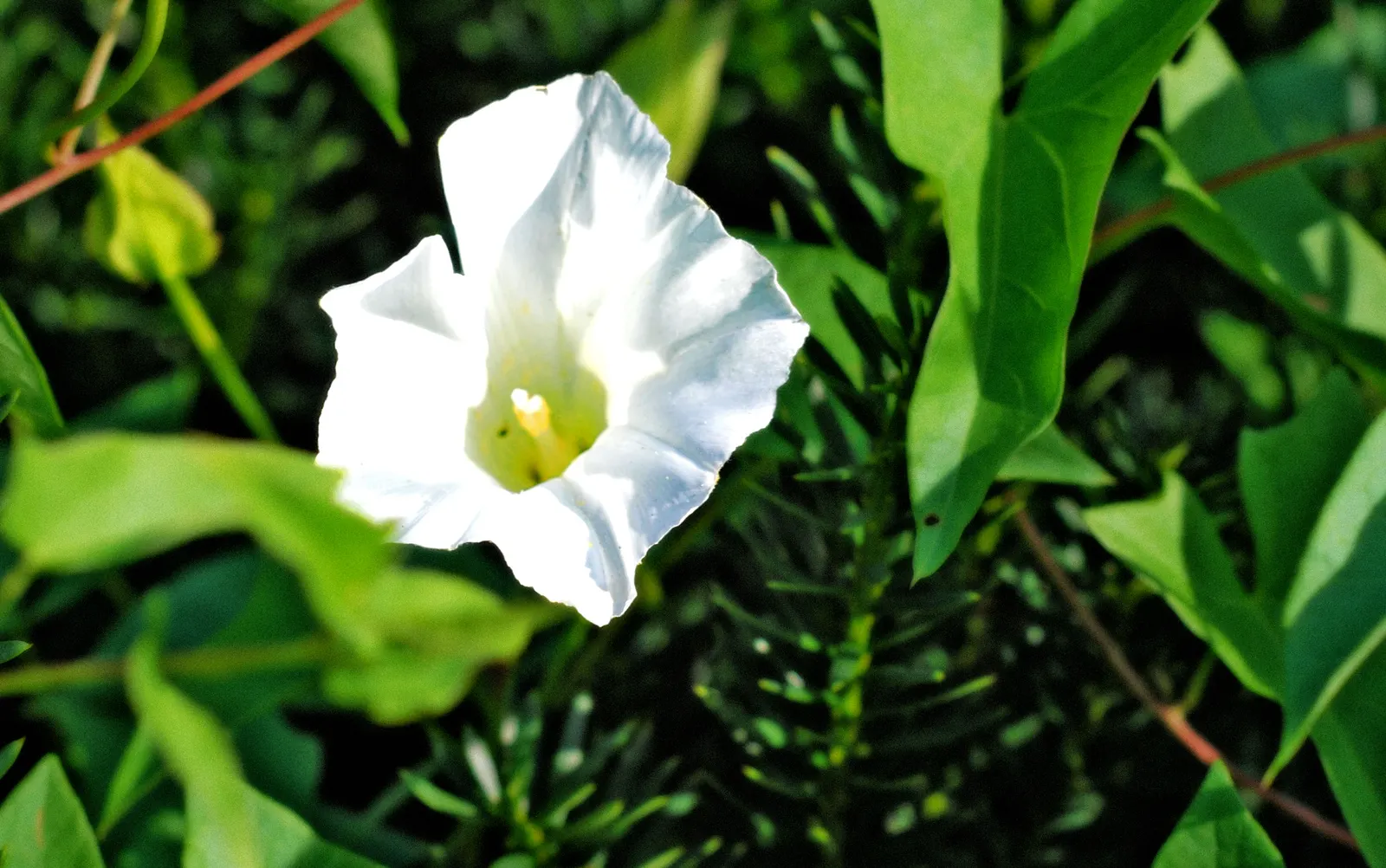 Island Morning Glory (Calystegia Macrostegia) — Boasting large, heart-shaped leaves and white to pale pink trumpet-shaped flowers, it spans up to, image 54