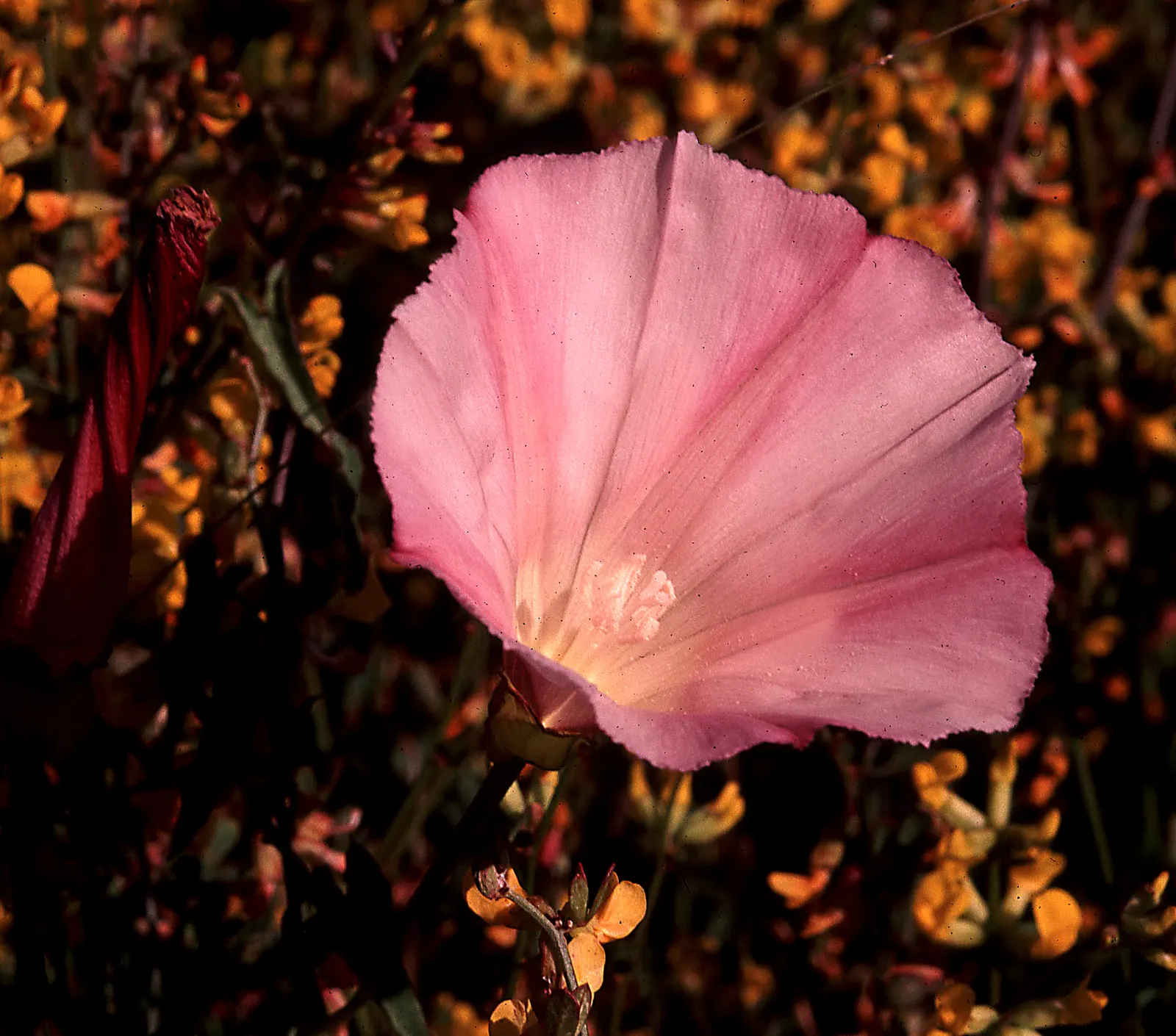 Island Morning Glory (Calystegia Macrostegia) — It thrives in full sun to partial shade and prefers well-drained soils; into the garden.<br><br>Thriving in