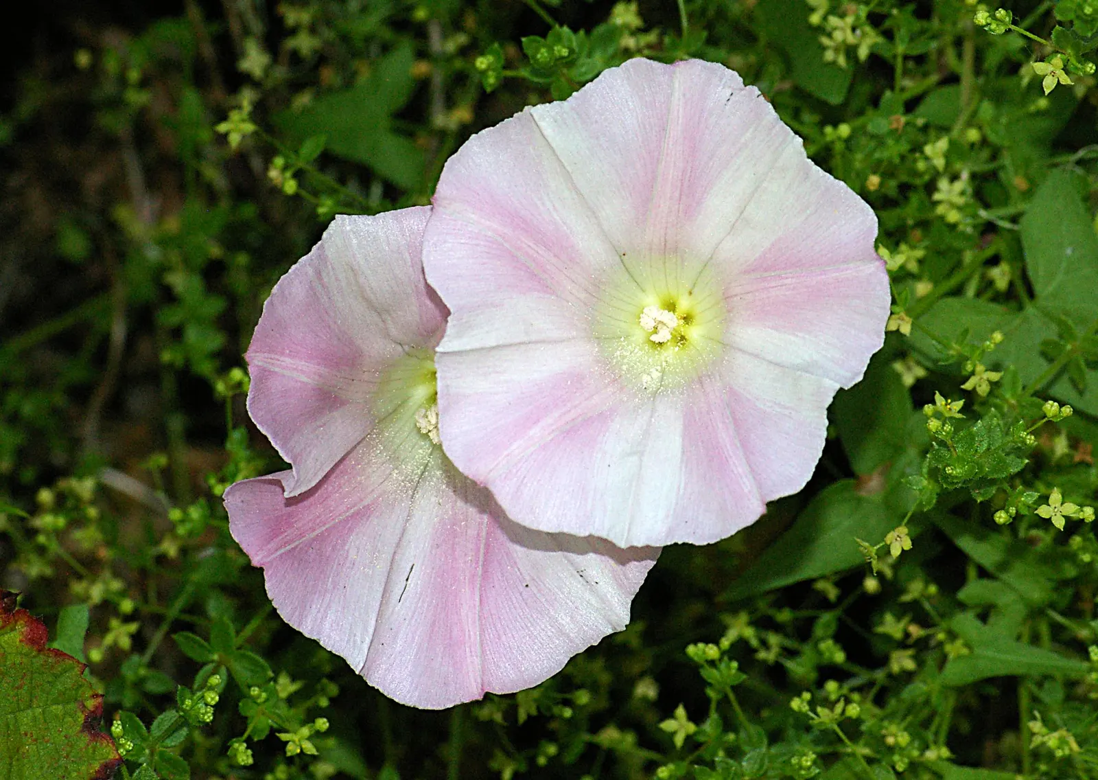 Island Morning Glory (Calystegia Macrostegia) — creating a spectacular visual display that invites local pollinators; providing excellent coverage for trellises