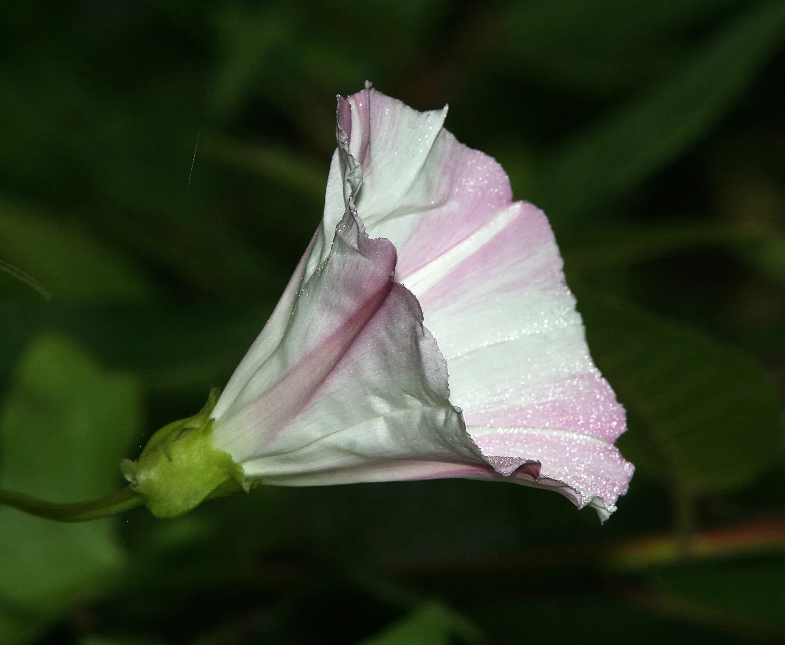 Island Morning Glory (Calystegia Macrostegia) — it enhances gardens with its delicate charm and low maintenance nature; or as a groundcover.<br><br>From late