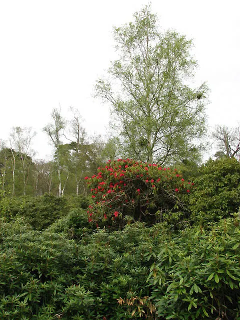 Rhododendron (Rhododendron Varieties) — Rhododendrons flourish in USDA hardiness zones 5 through 8