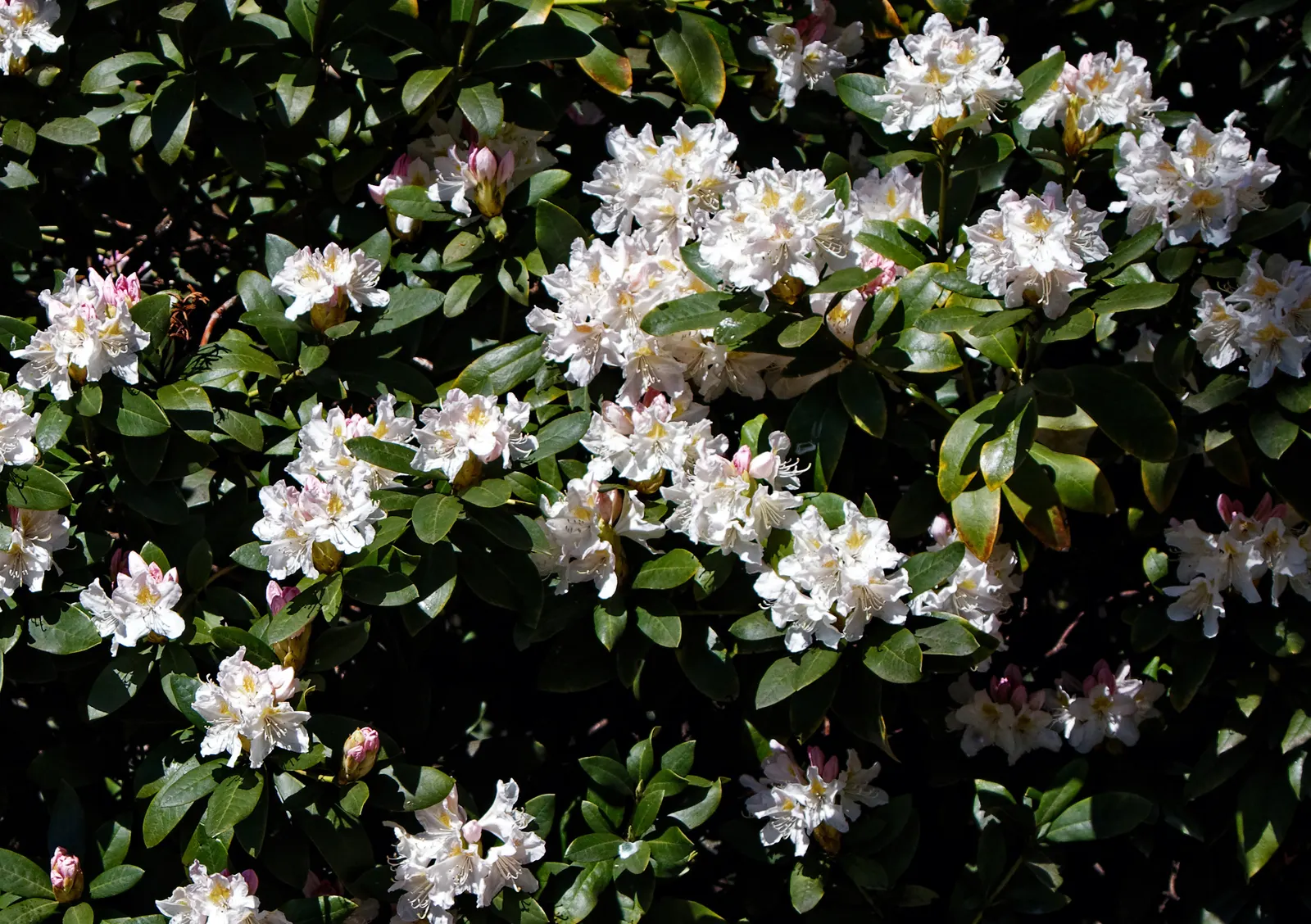 Rhododendron (Rhododendron Varieties) — The Rhododendron genus encompasses a diverse group of woody plants, ranging from 1 to 20 feet tall; rhododendrons