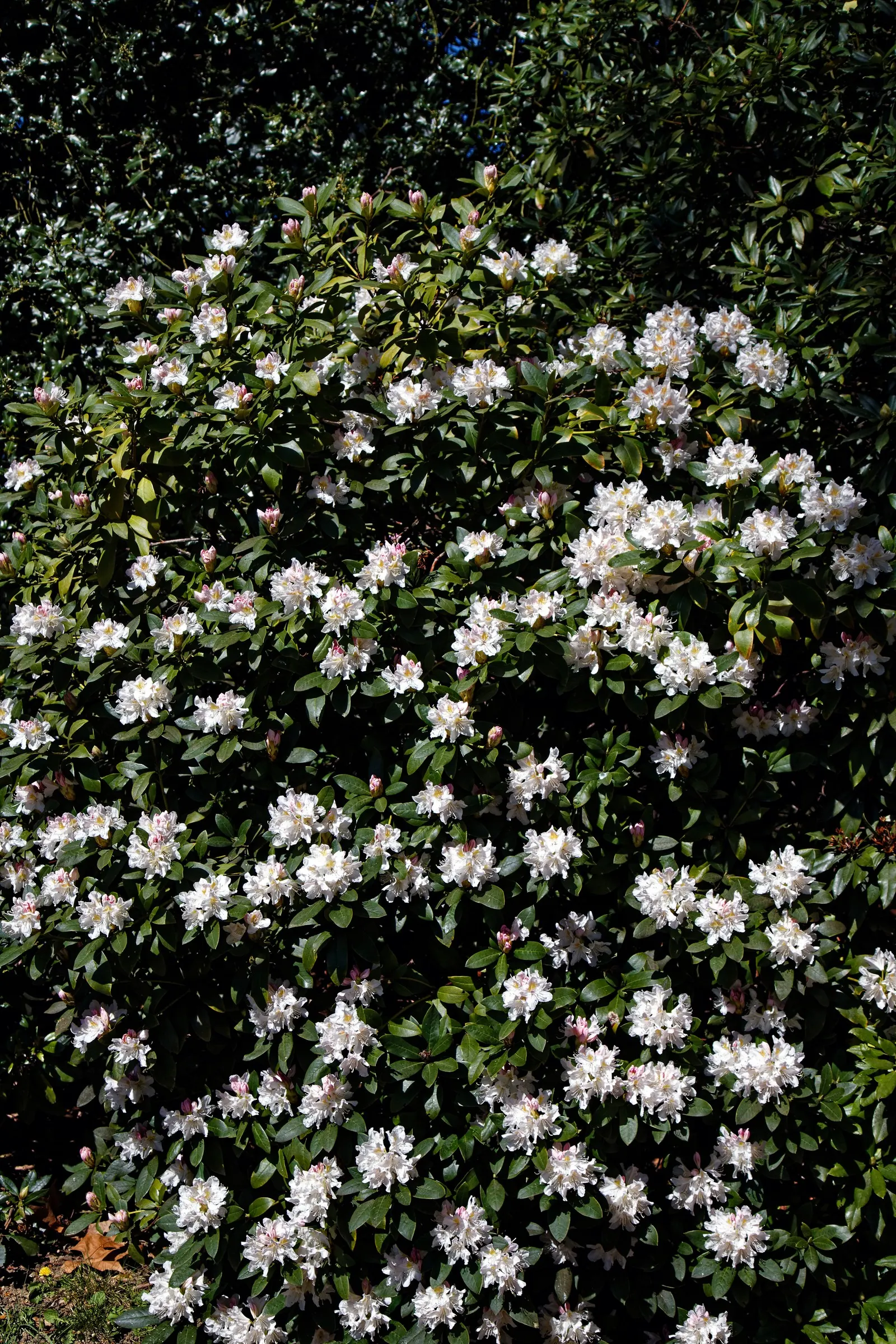 Rhododendron (Rhododendron Varieties) — they're ideal for adding structure and vibrant blooms to woodland gardens; ranging from compact shrubs of about 3 feet