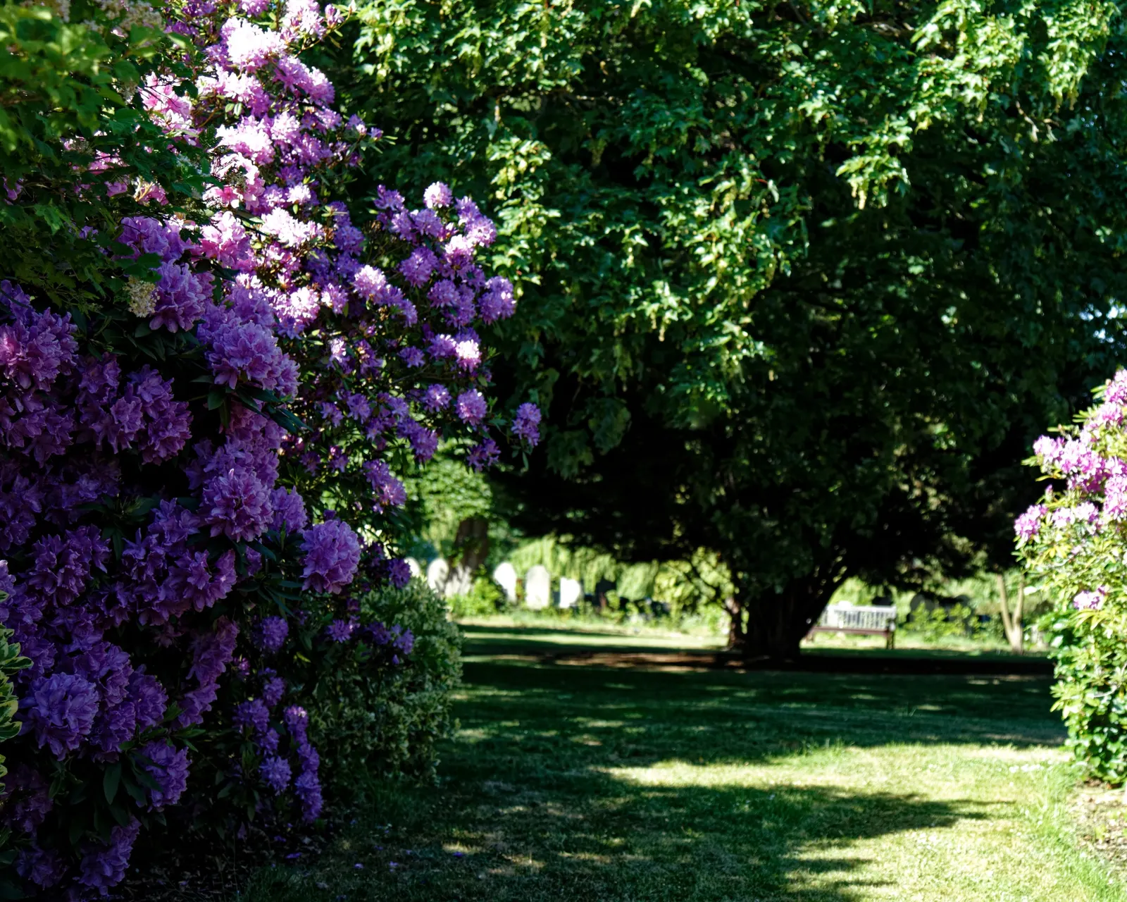 Rhododendron (Rhododendron Varieties) — Title: Rhododendron - A Versatile Showstopper for Your Garden <br><br>The Rhododendron genus