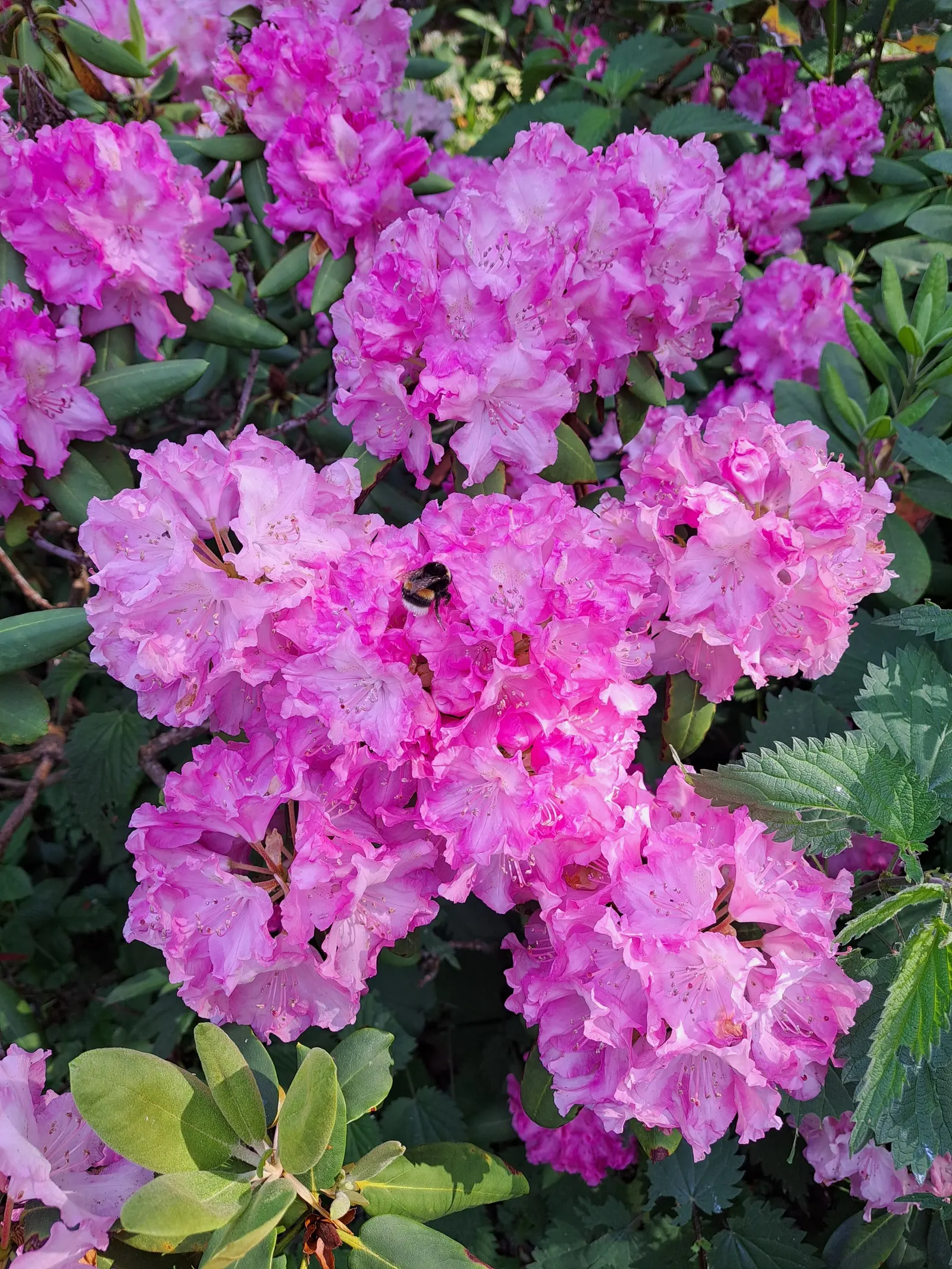 Rhododendron (Rhododendron Varieties) — The Rhododendron genus encompasses a diverse group of woody plants, ranging from 1 to 20 feet tall