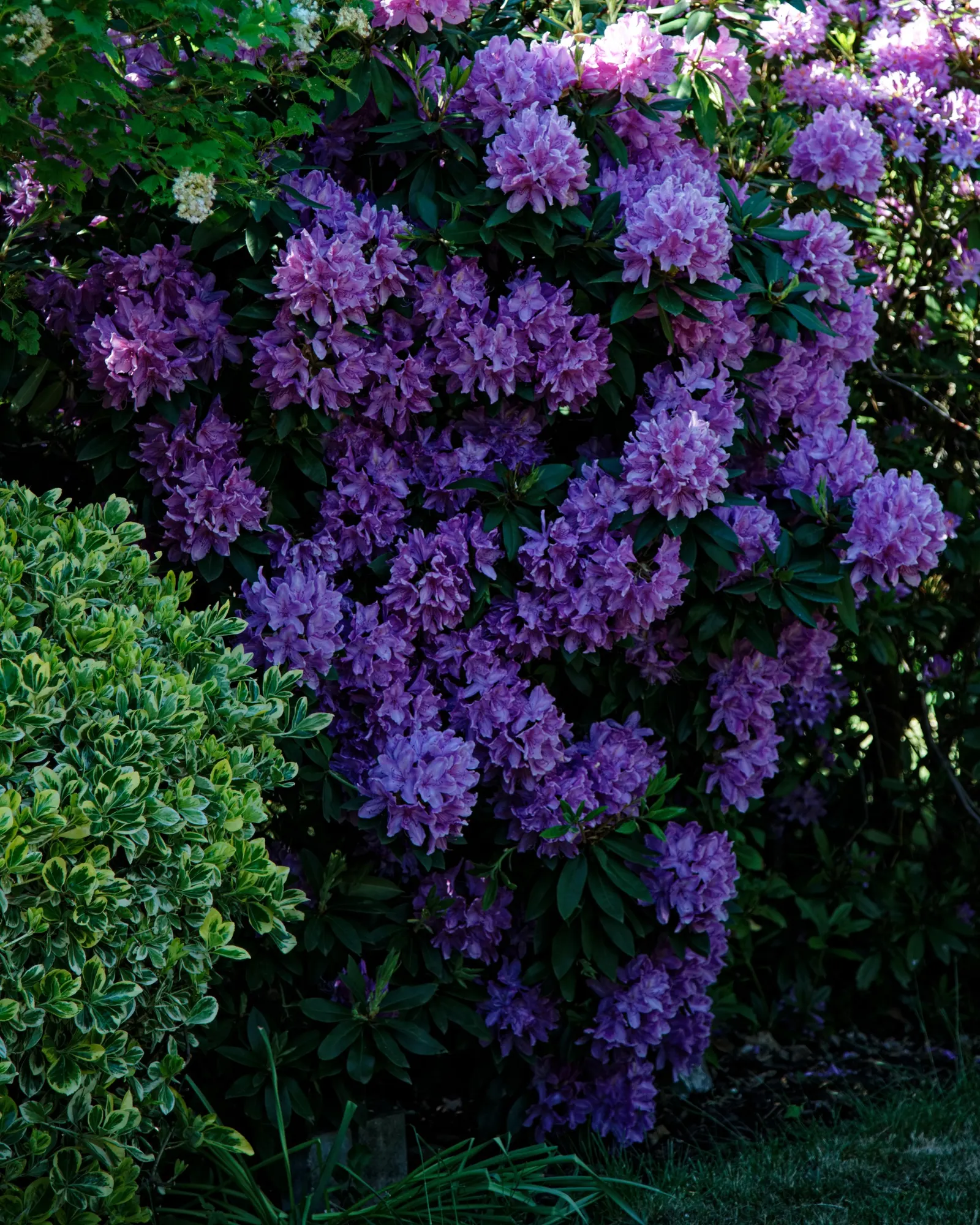 Rhododendron (Rhododendron Varieties) — encompassing various species and hybrid varieties; regular pruning after the blooming period maintains their shape and